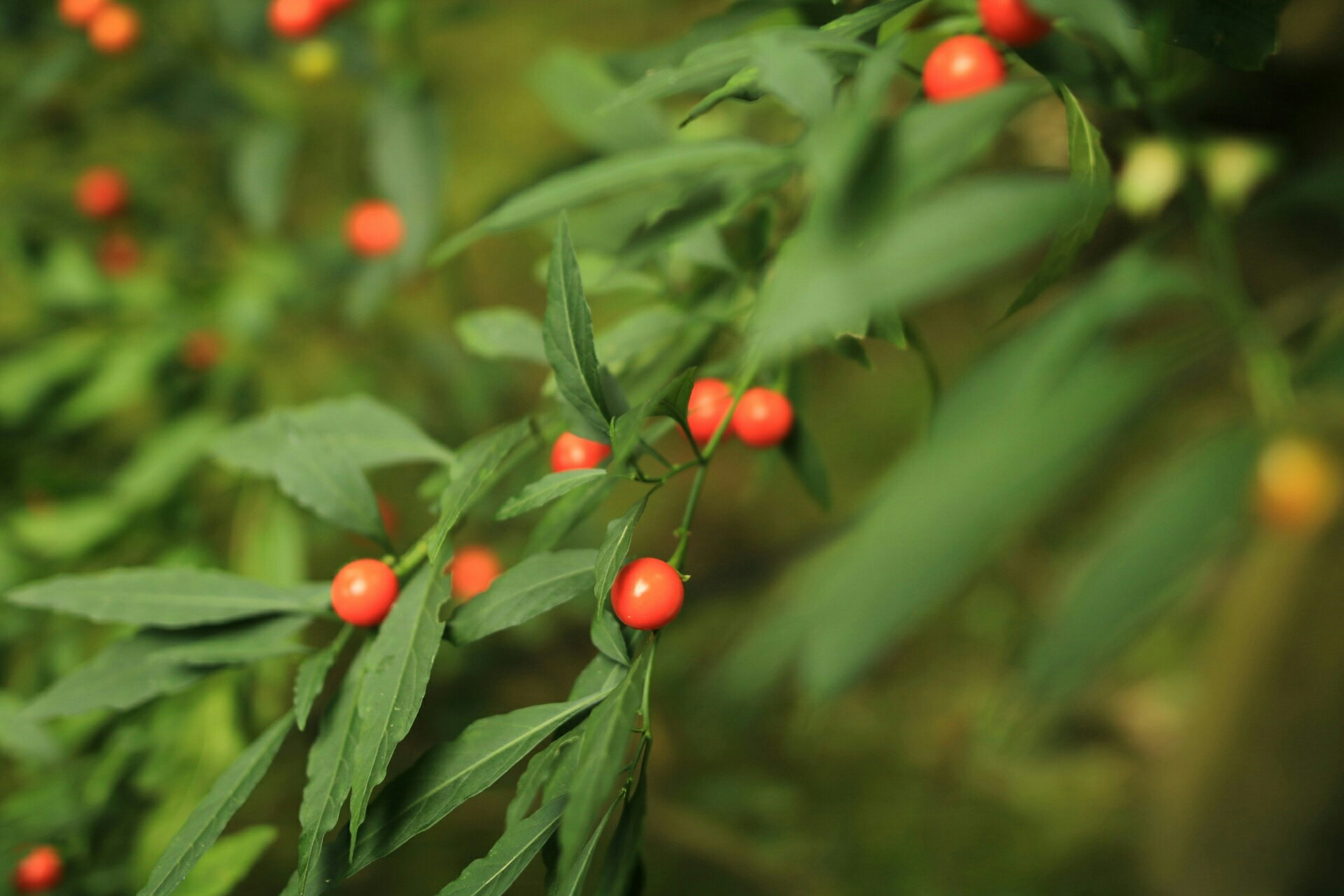 緑の葉に赤い実がついている植物のクローズアップ