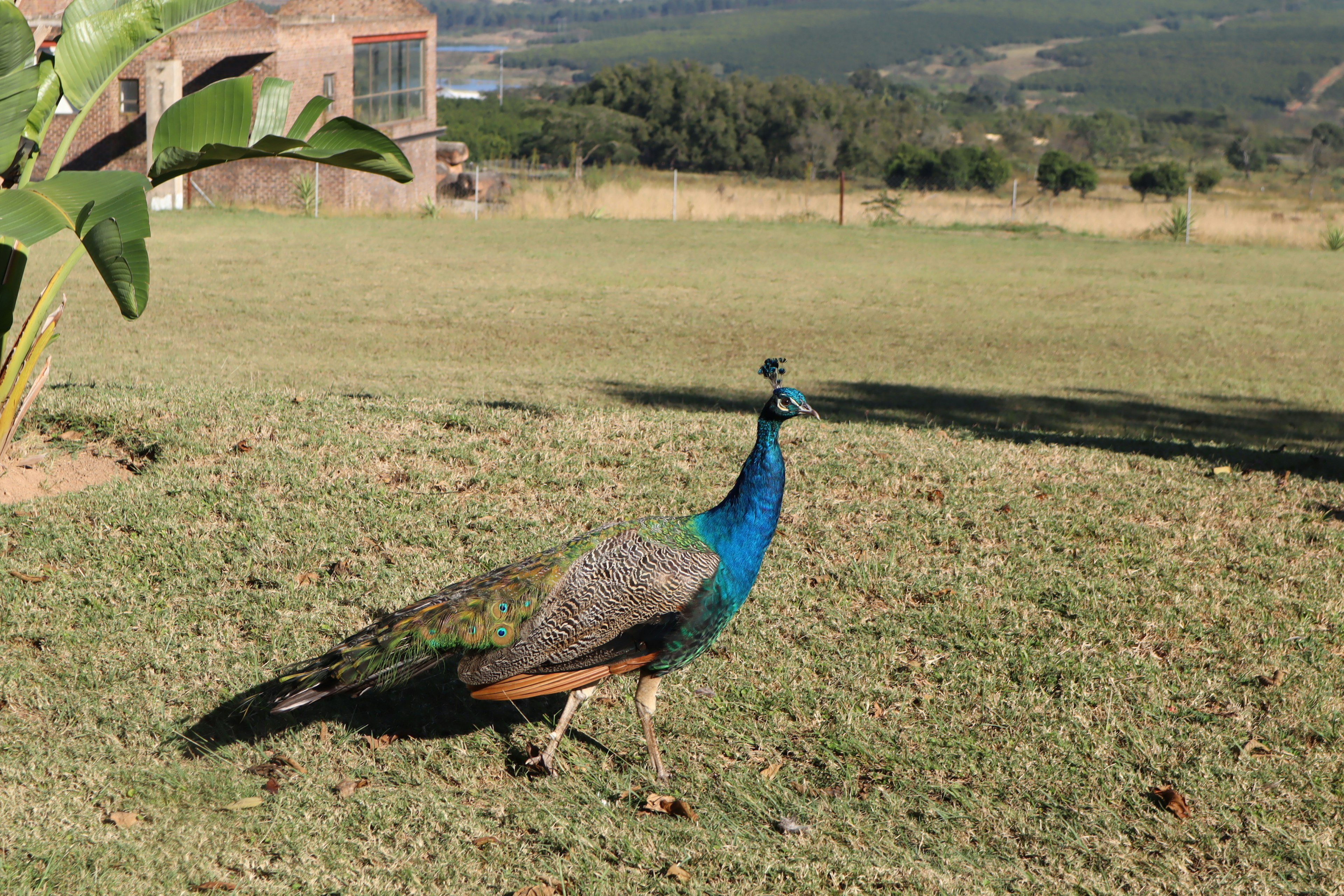 A peacock with vibrant blue feathers walking on green grass