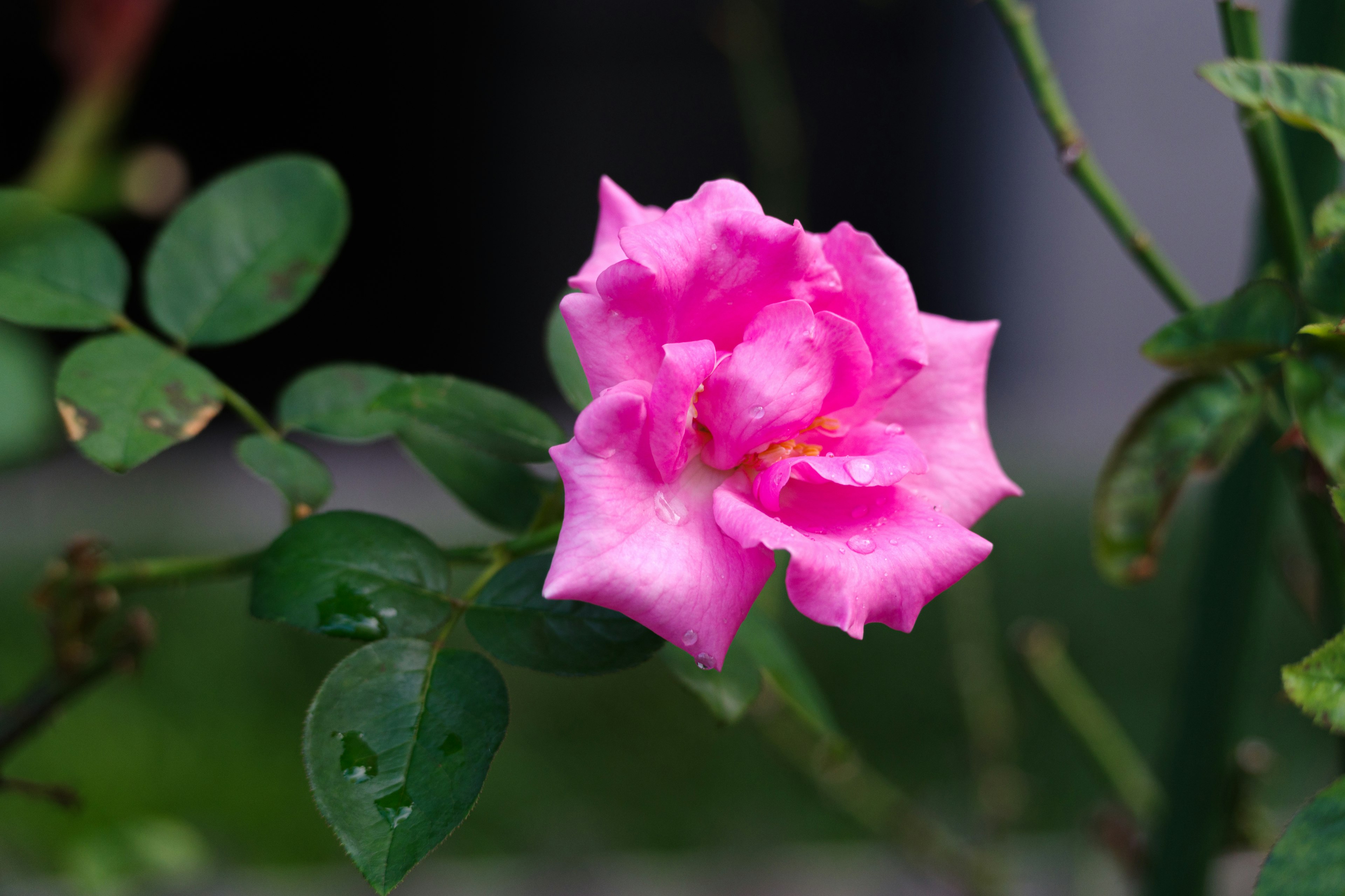 A pink rose flower surrounded by green leaves