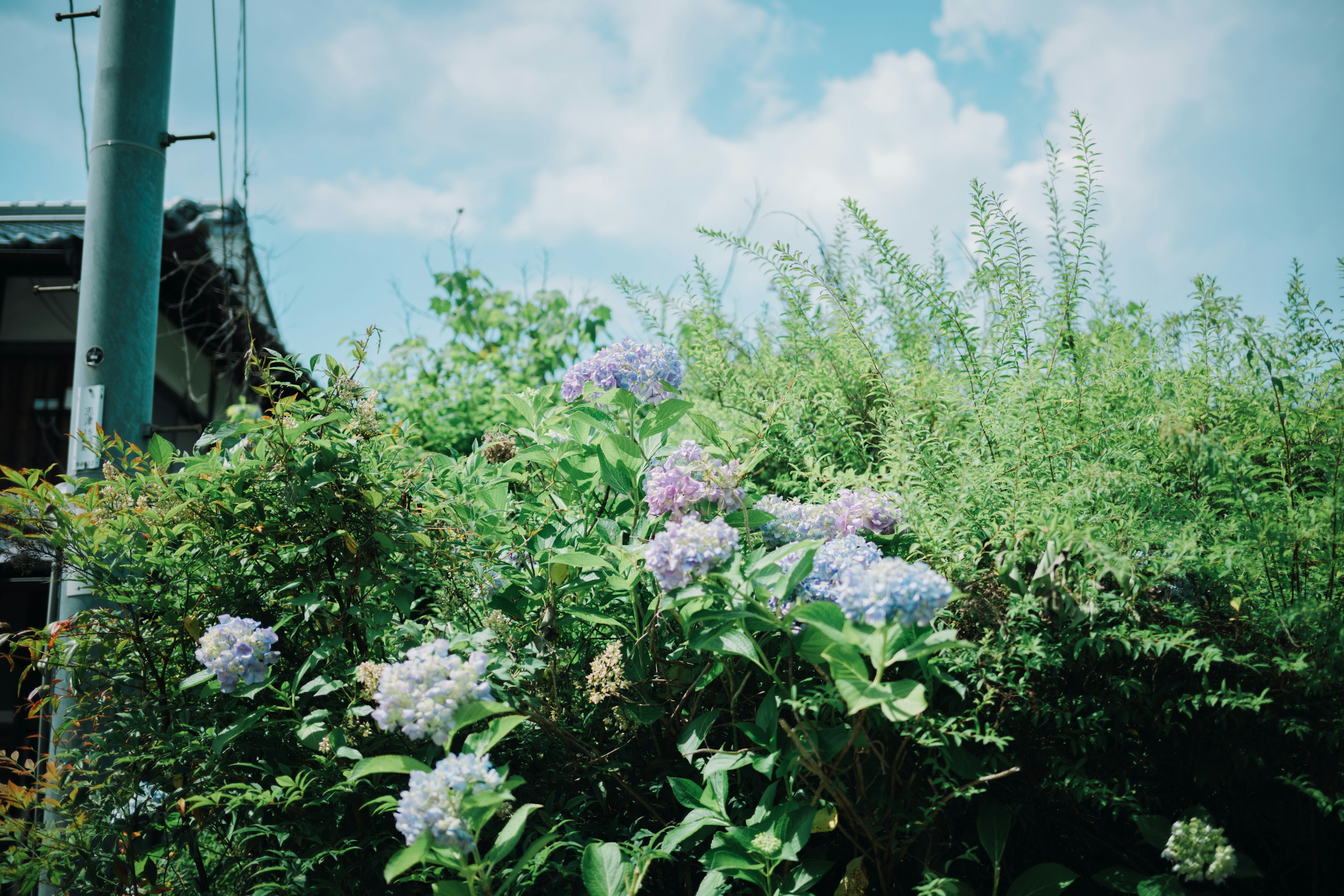 Hortensias en fleurs sous un ciel bleu avec une végétation luxuriante