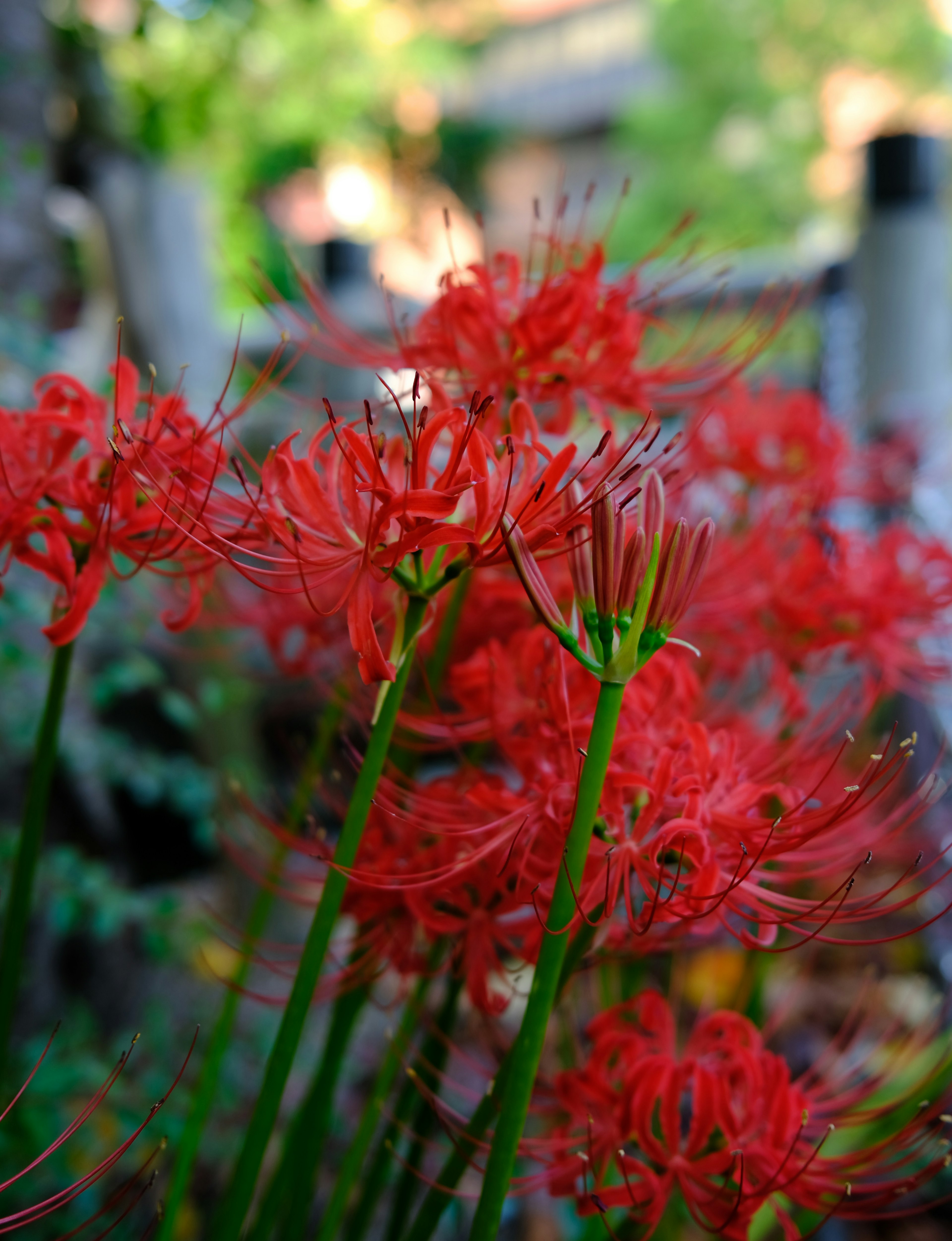 生機勃勃的紅色蜘蛛百合在花園中盛開