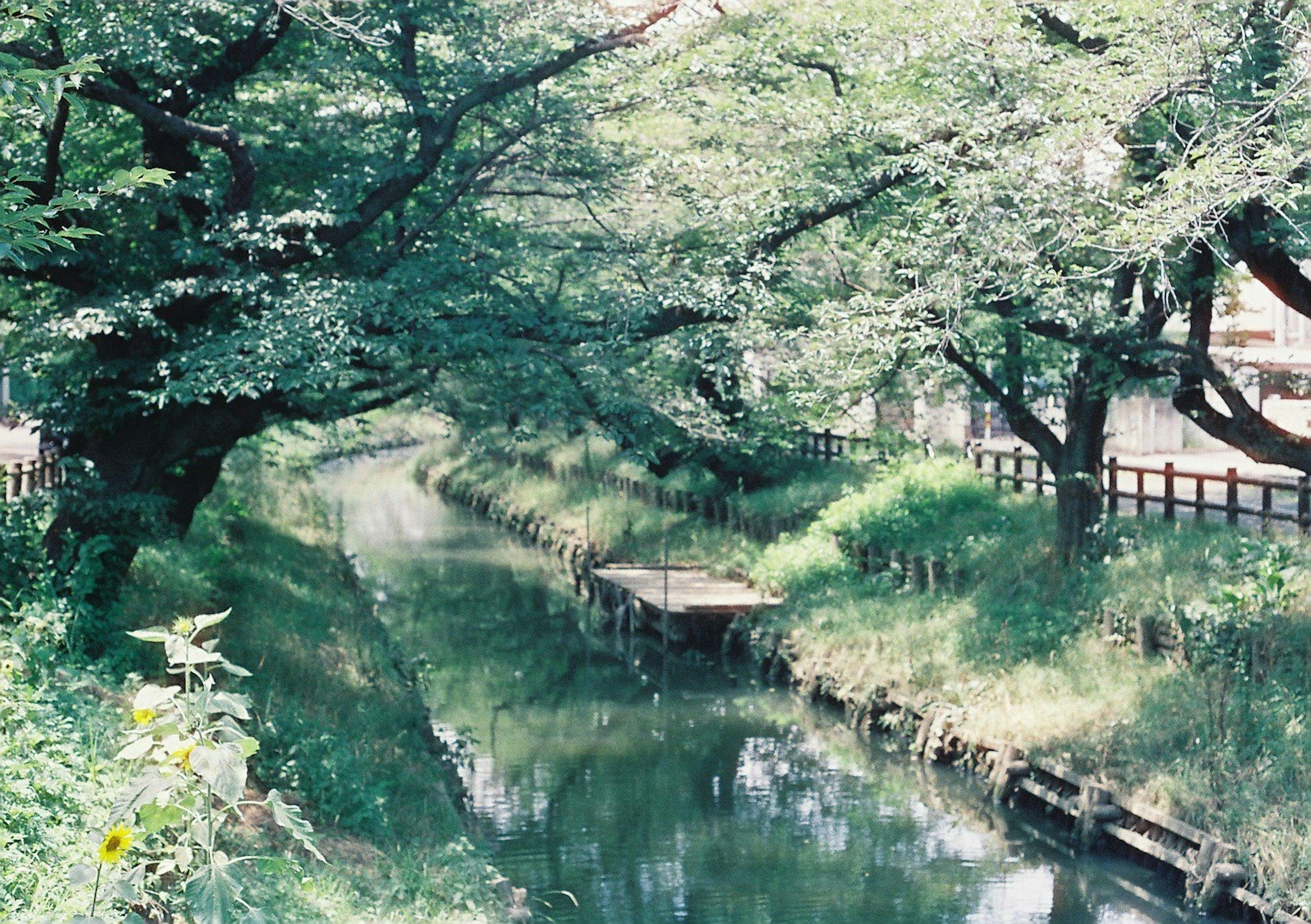 緑豊かな木々に囲まれた静かな小川の風景