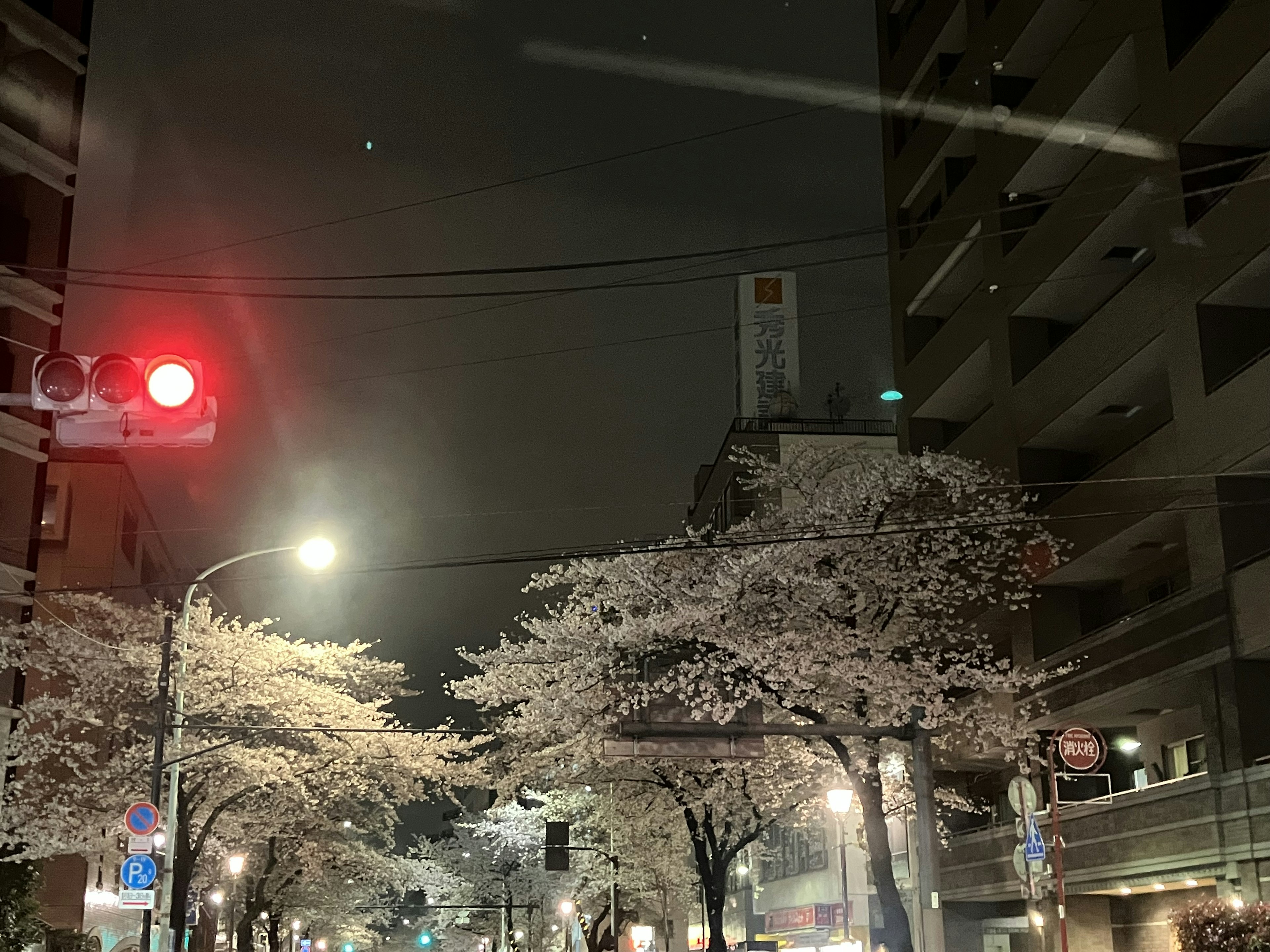 Vista nocturna de los cerezos a lo largo de la calle con semáforo rojo