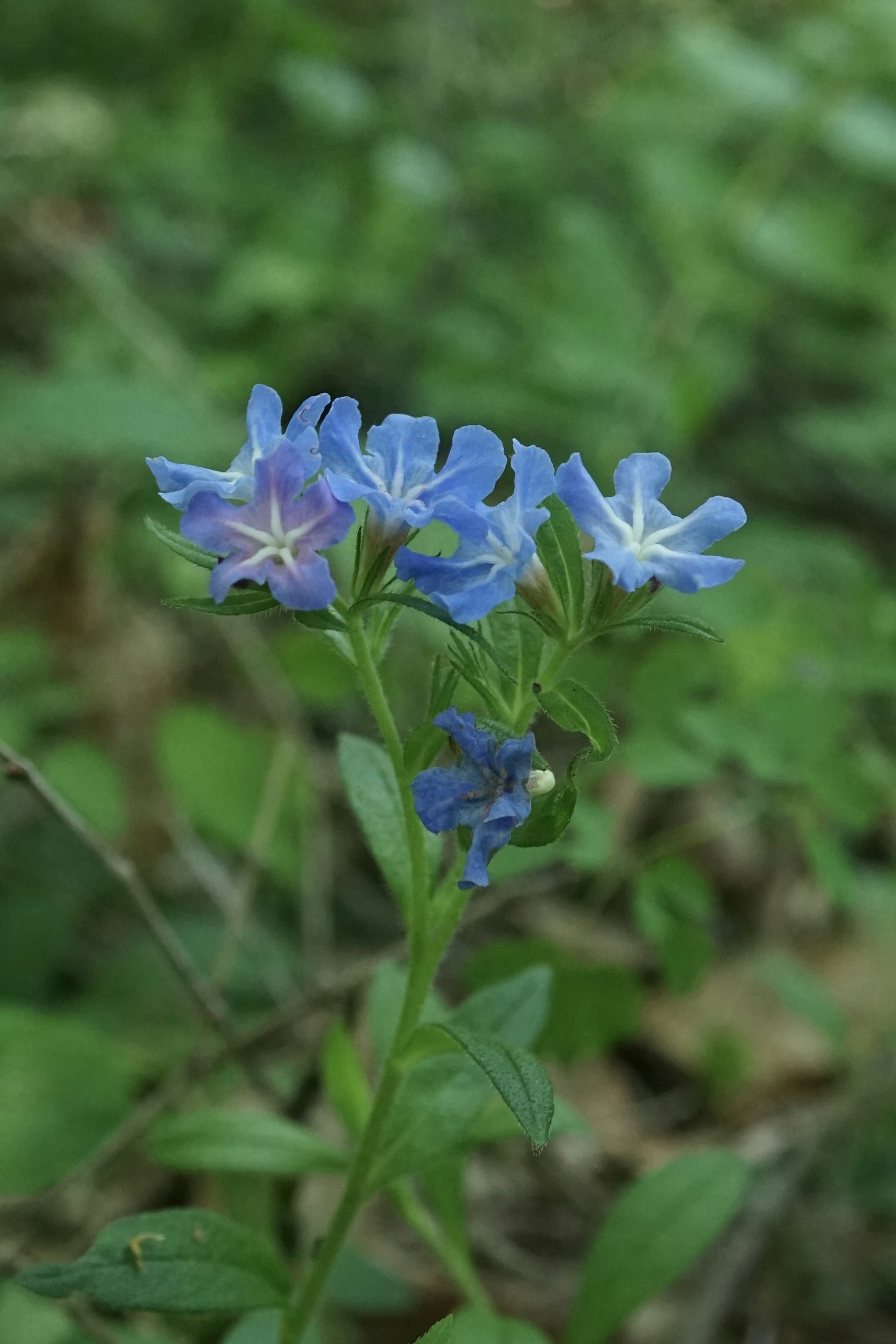 Nahaufnahme eines Pflanzen mit blauen Blumen