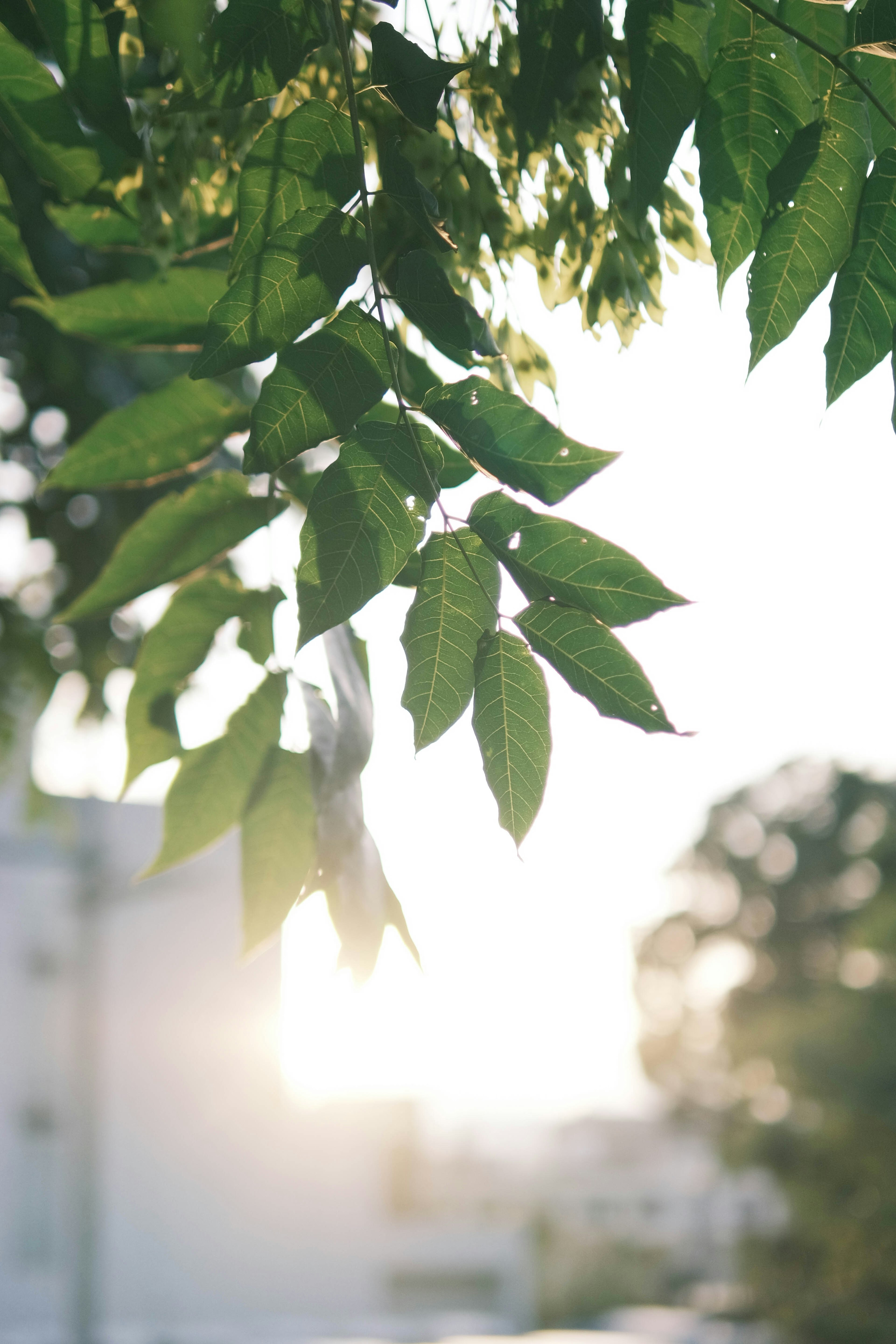 Green leaves illuminated by sunlight with a blurred building in the background