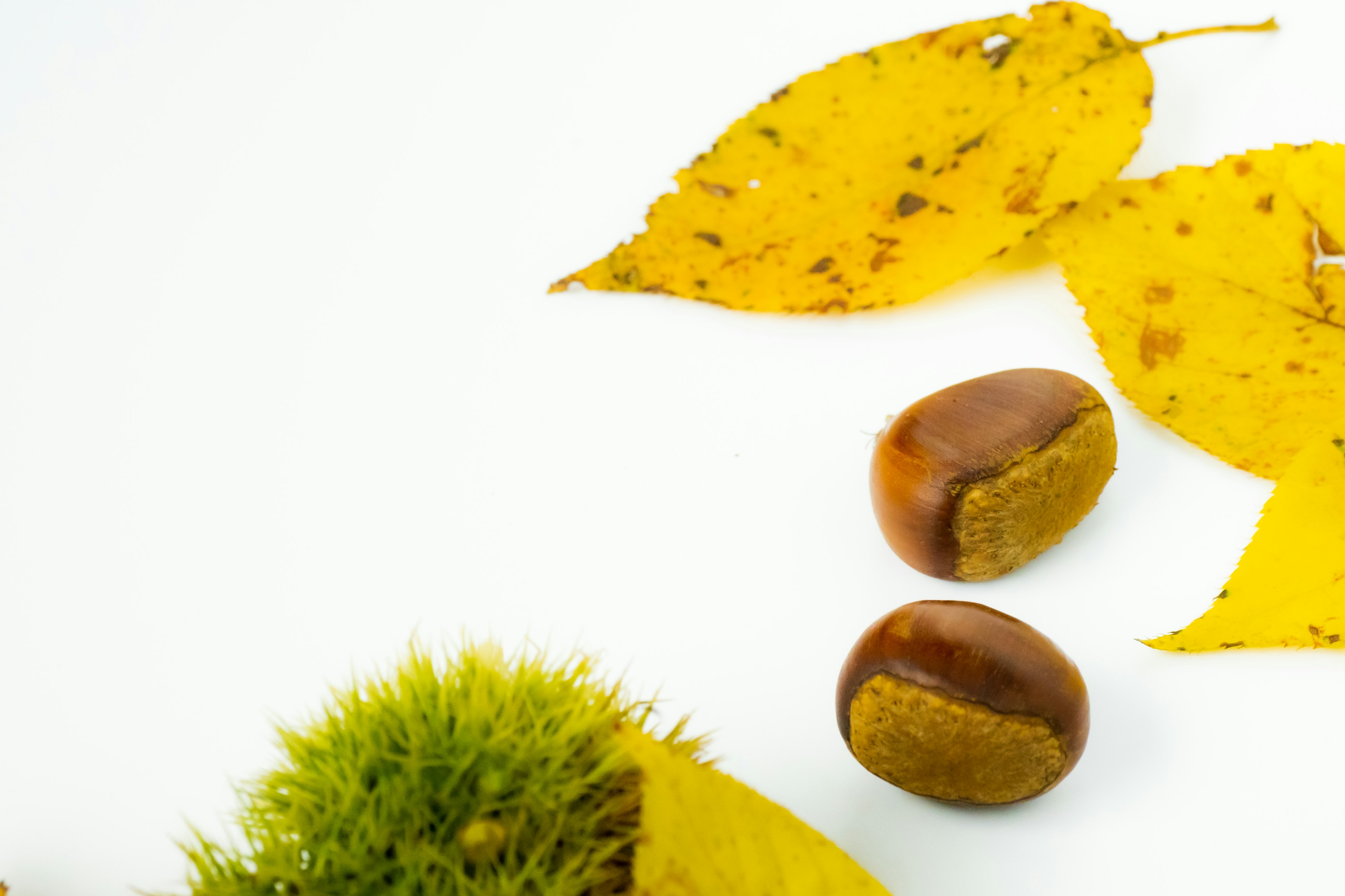 Herbstszene mit gelben Blättern und Kastanien auf weißem Hintergrund