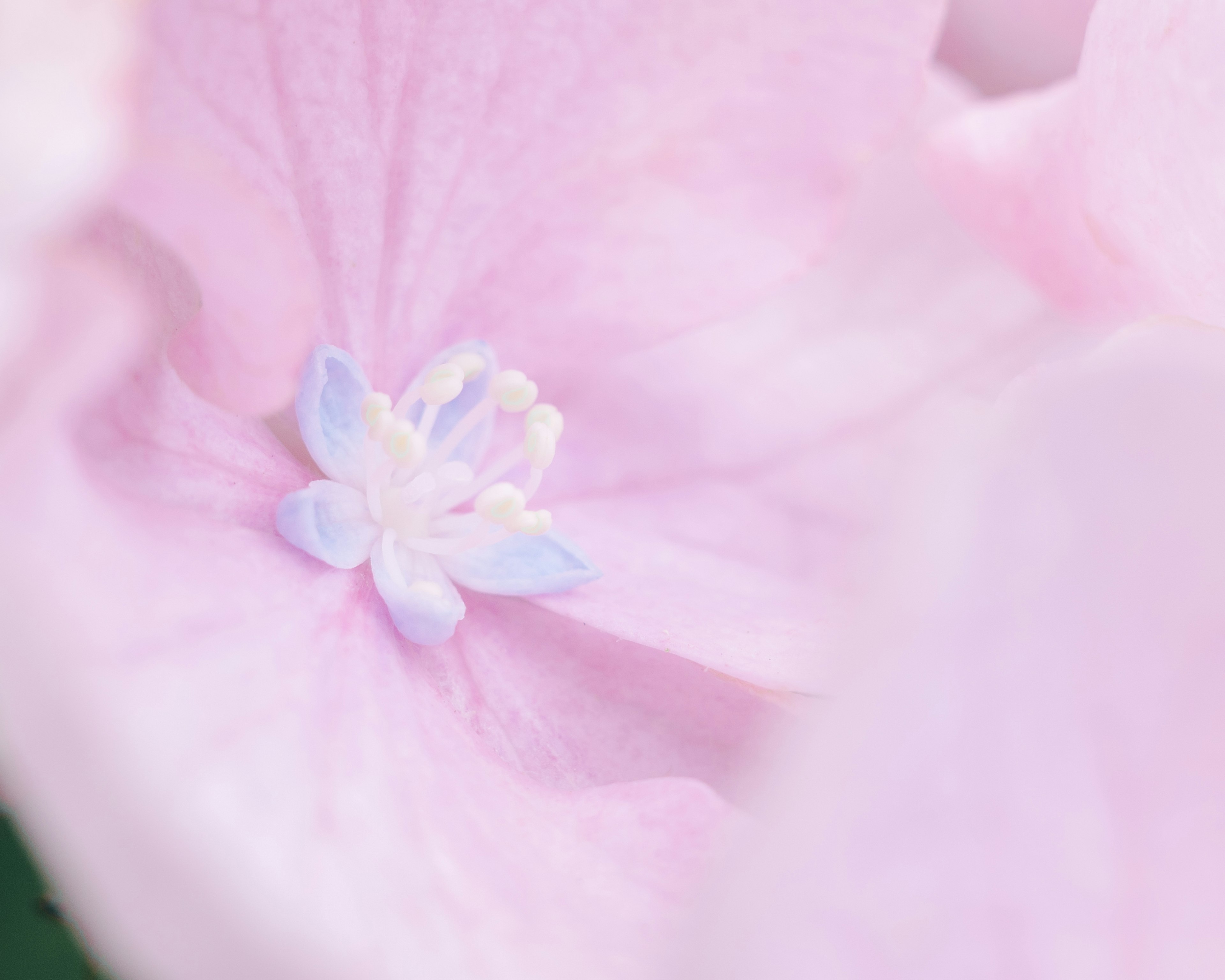 淡いピンクの花の中心部にある小さな白い花びら