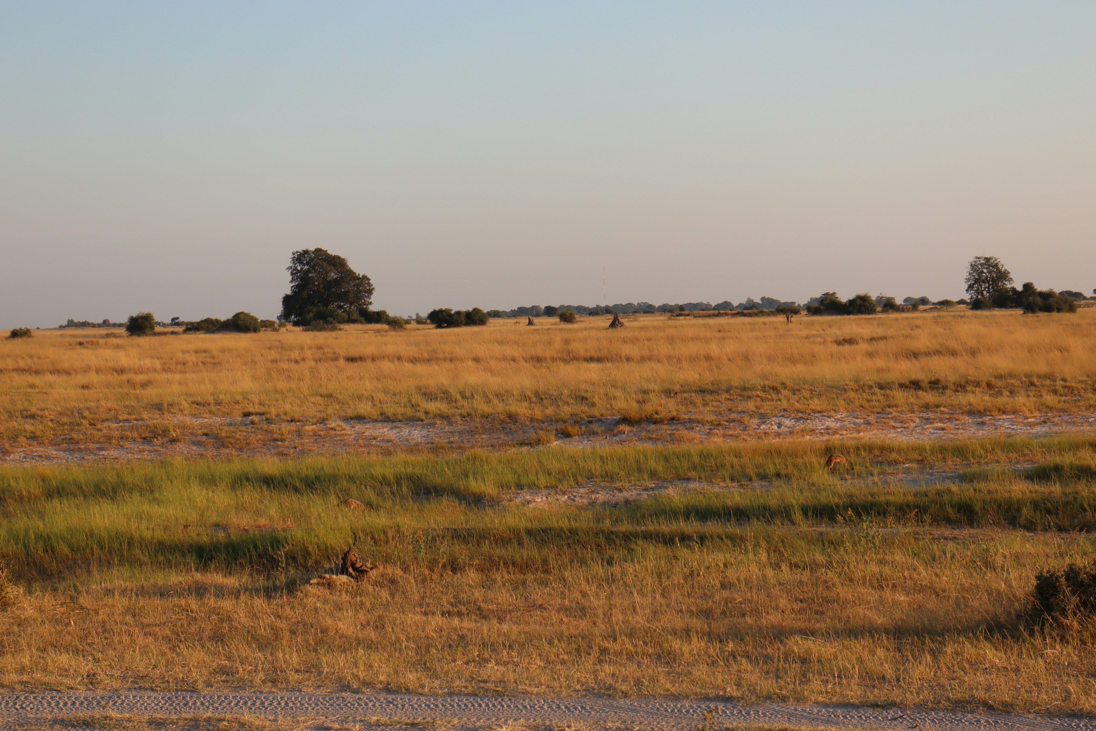 Vast grassland with a solitary tree