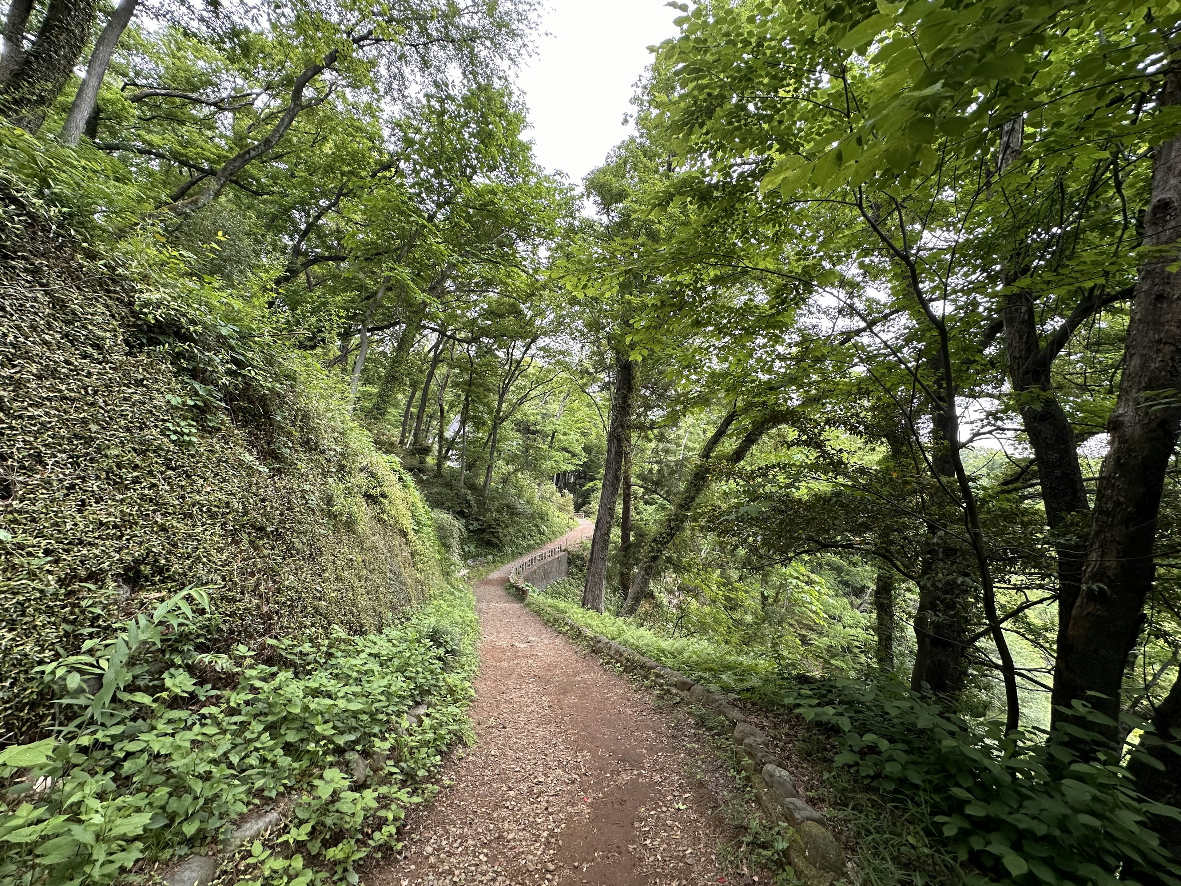 Jalan berkelok-kelok melalui hutan yang rimbun