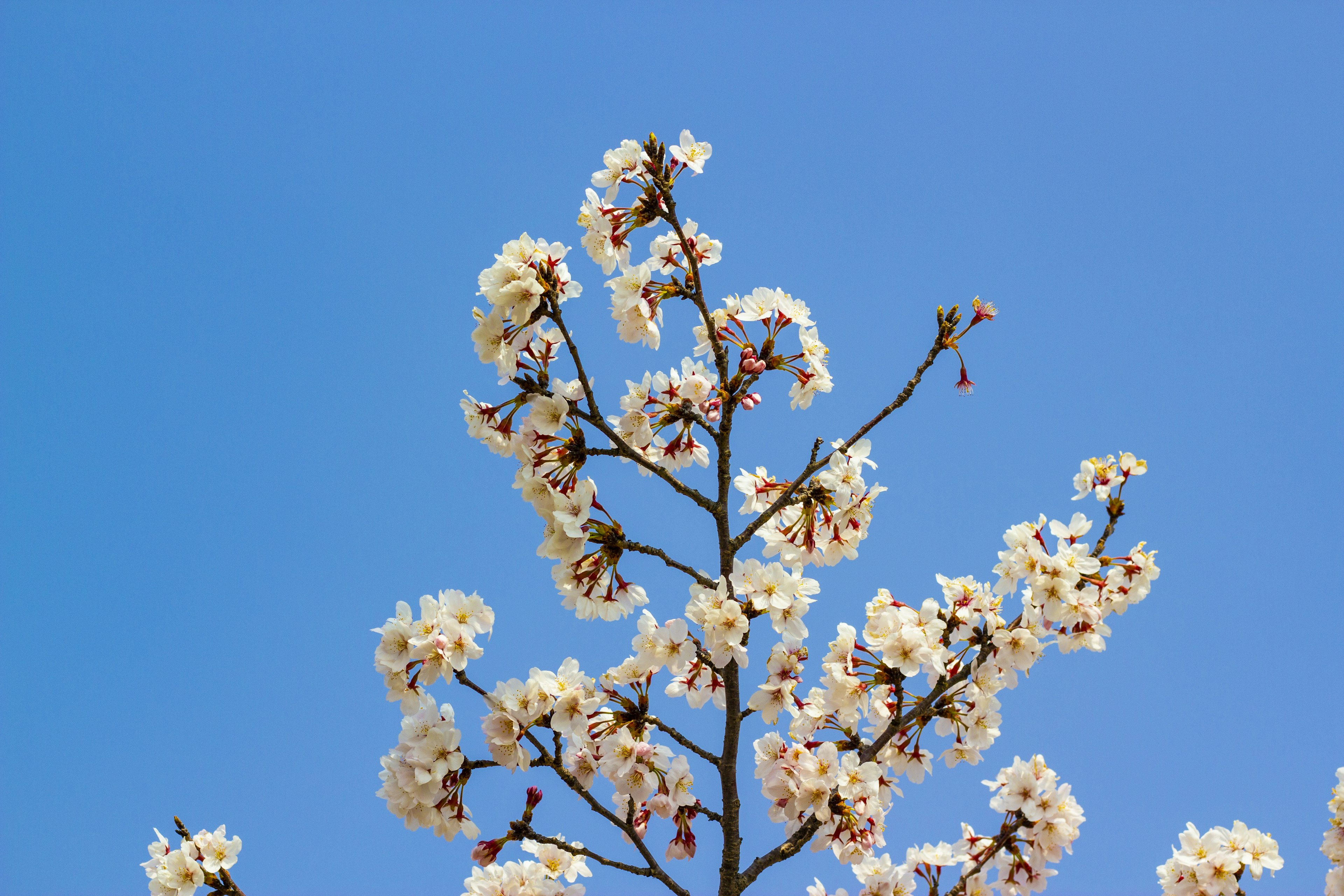 Un ramo con fiori bianchi in fiore contro un cielo blu