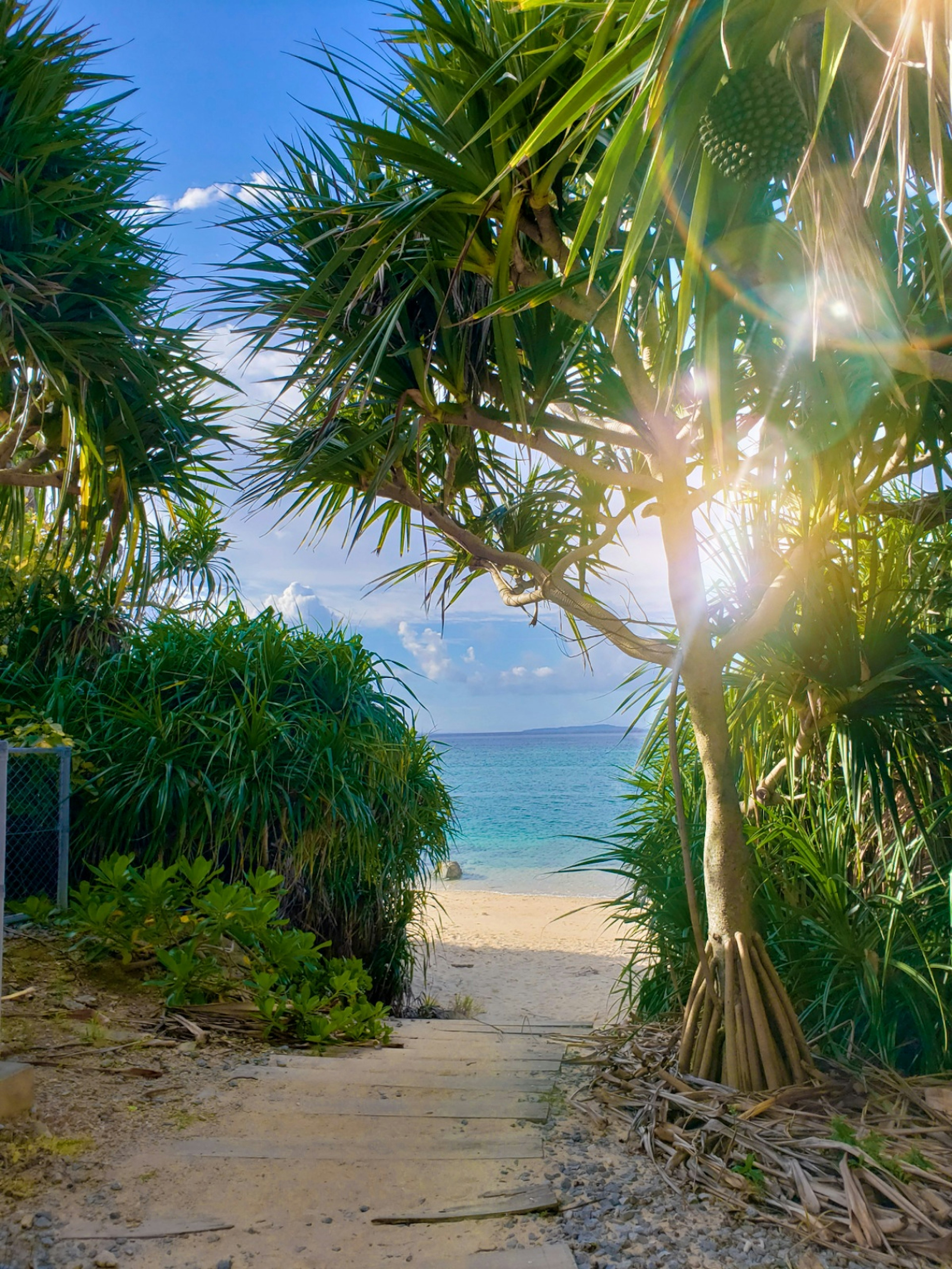 Pathway lined with palm trees leading to a bright beach and ocean