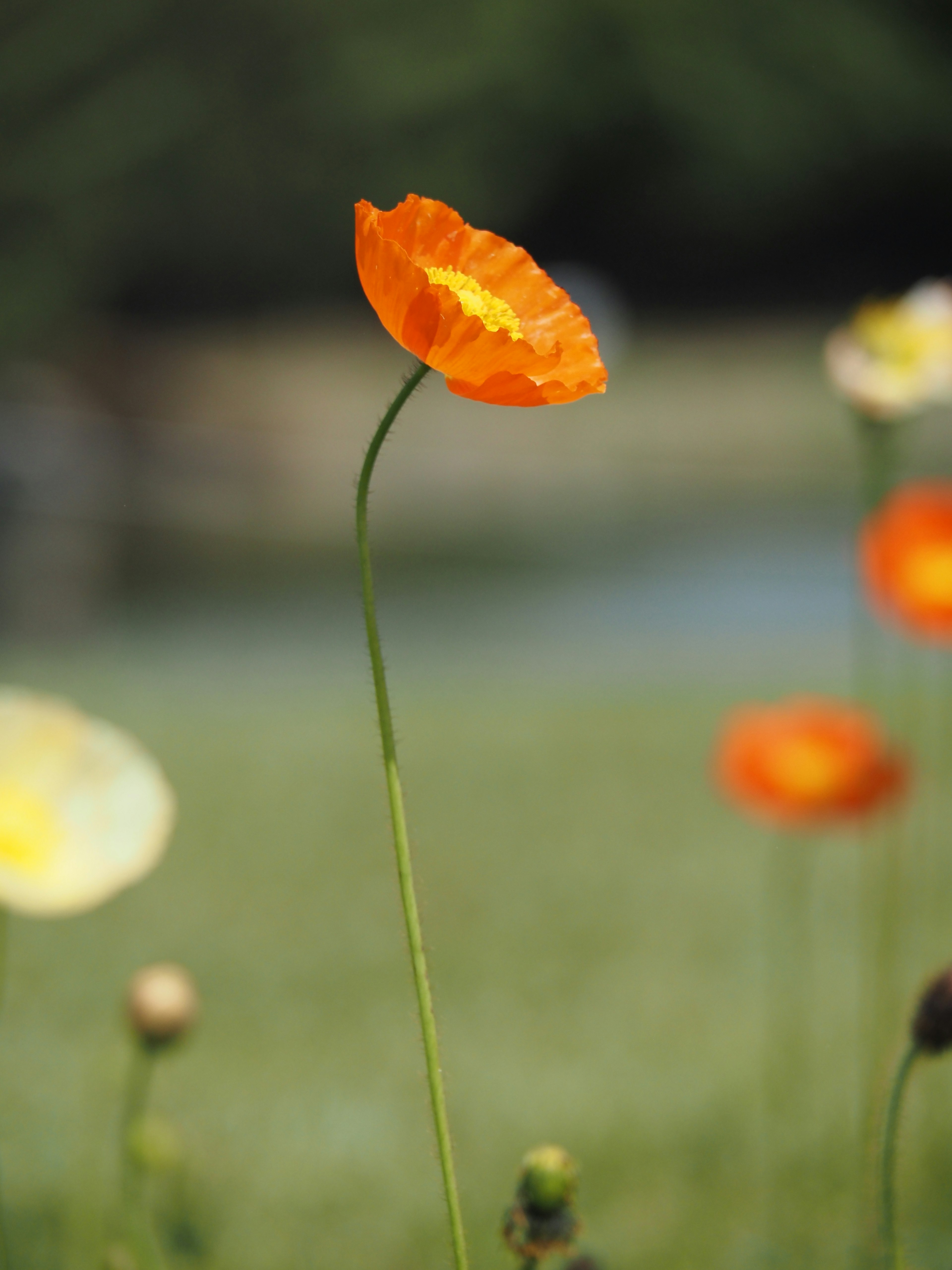 鮮やかなオレンジ色の花が青空の下で咲いている