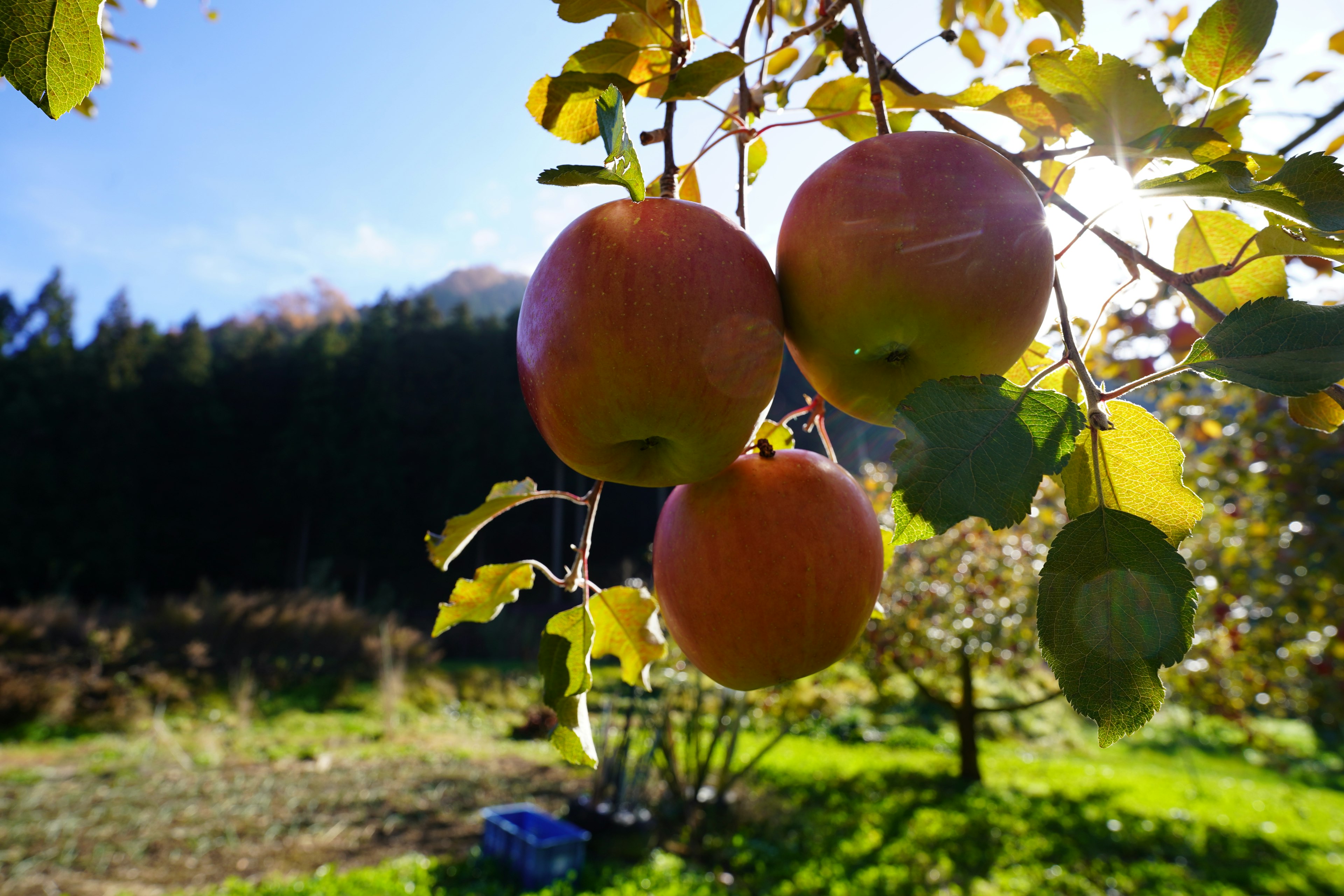 Rote Äpfel hängen an einem Ast unter einem blauen Himmel