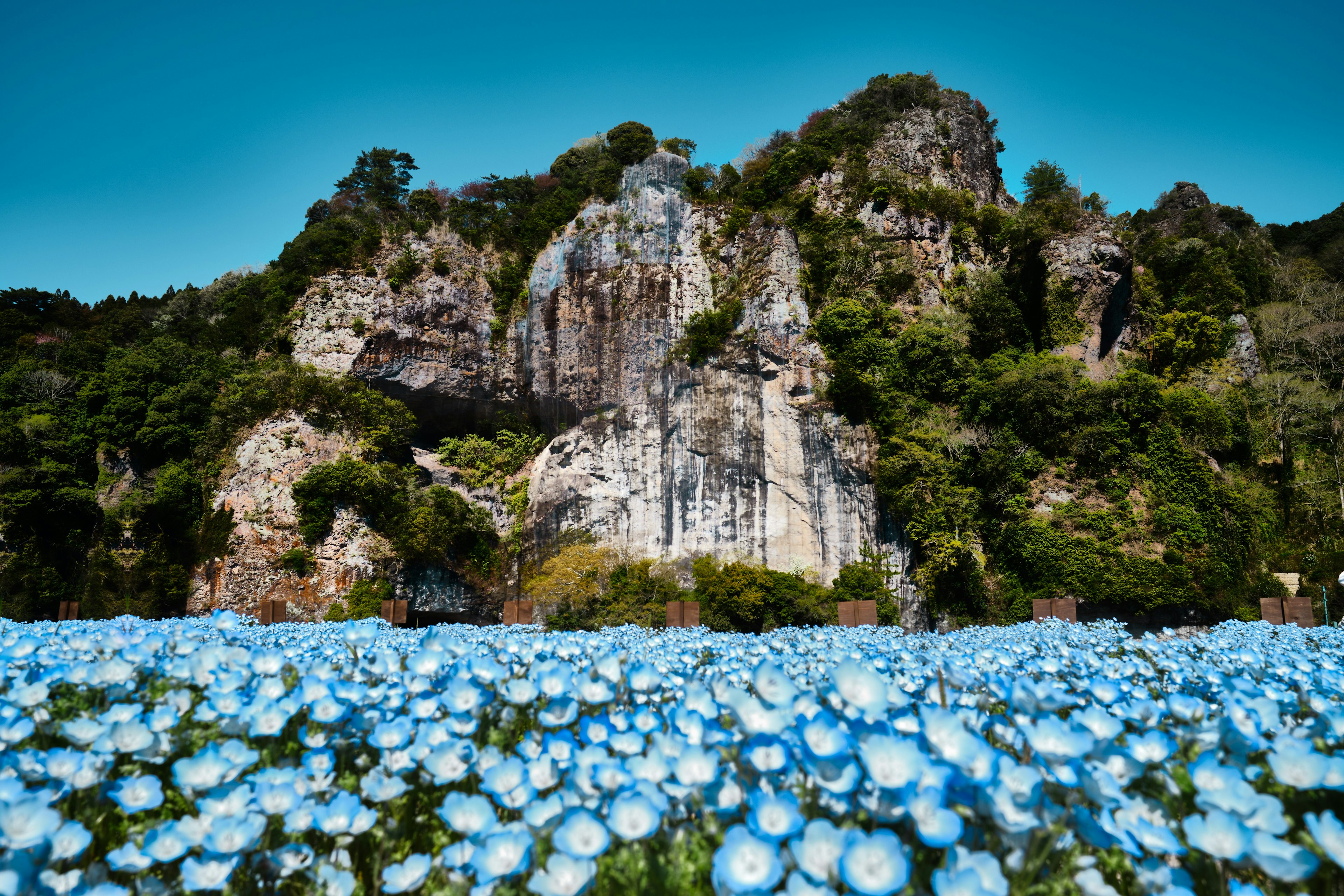 Weites Feld mit blauen Blumen und grünen Bergen im Hintergrund