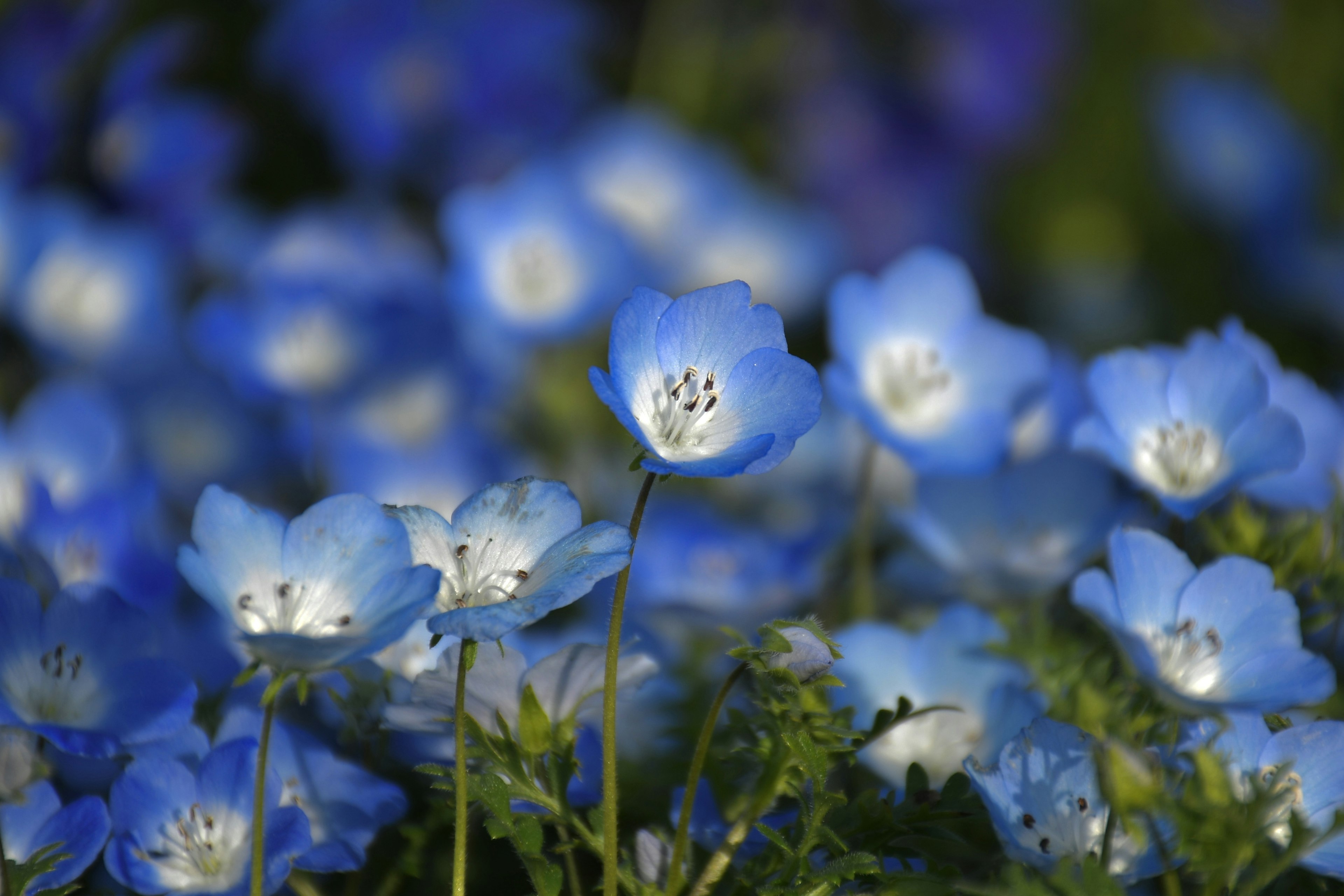 Un paysage magnifique avec des fleurs bleues en fleurs