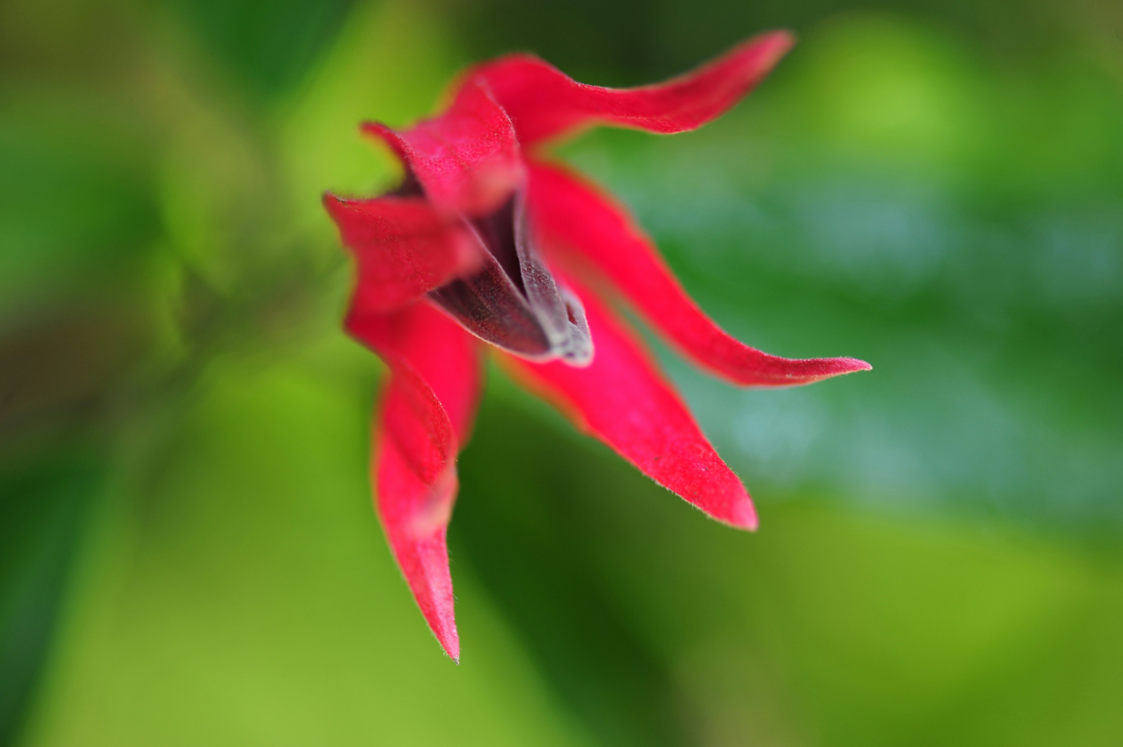 Primo piano di un fiore rosso vibrante su uno sfondo verde