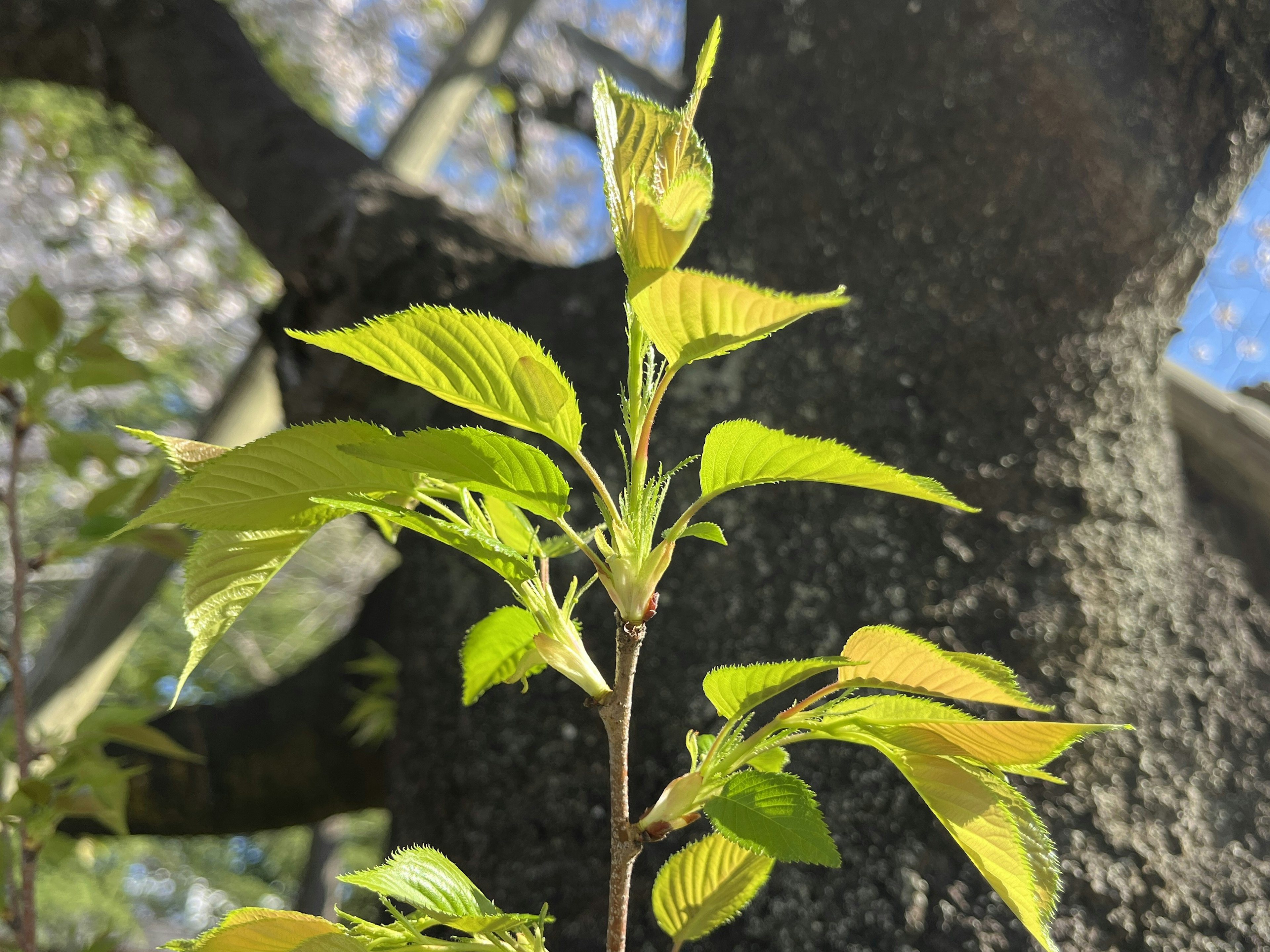 Primo piano di foglie verdi brillanti su un ramo d'albero