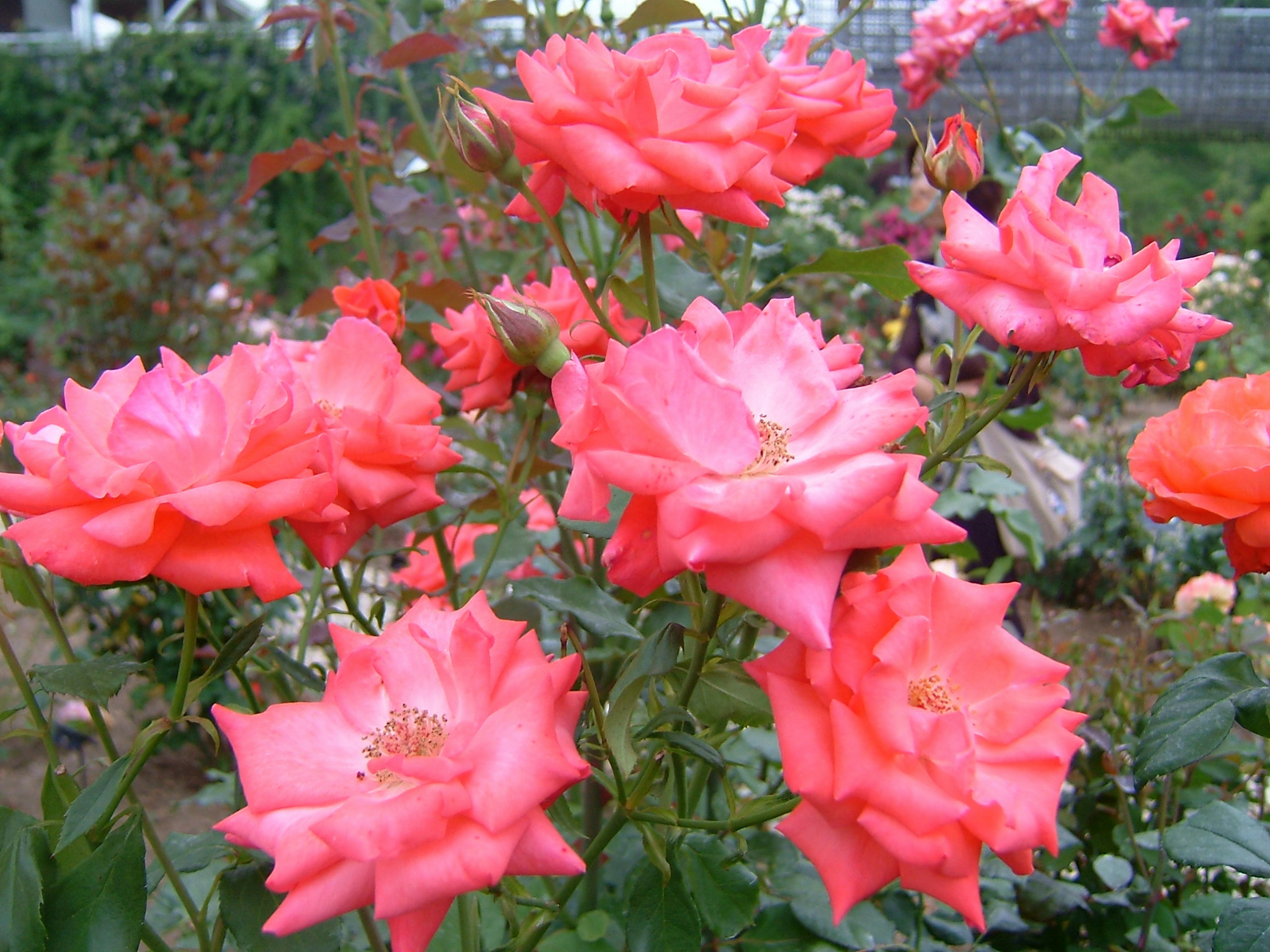 Roses roses vibrantes fleurissant dans un jardin