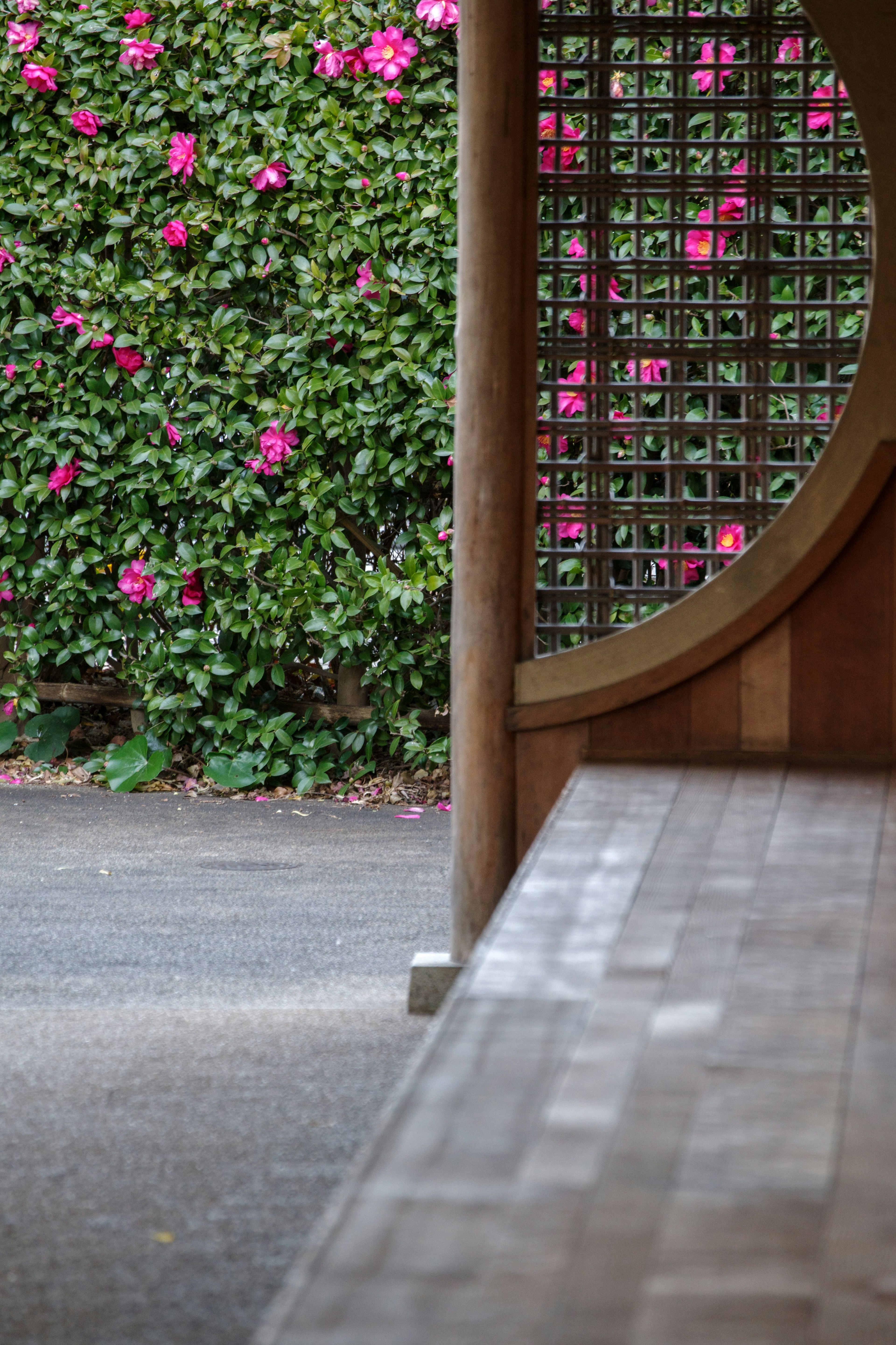 A serene view featuring pink flowers on a green wall and a circular archway