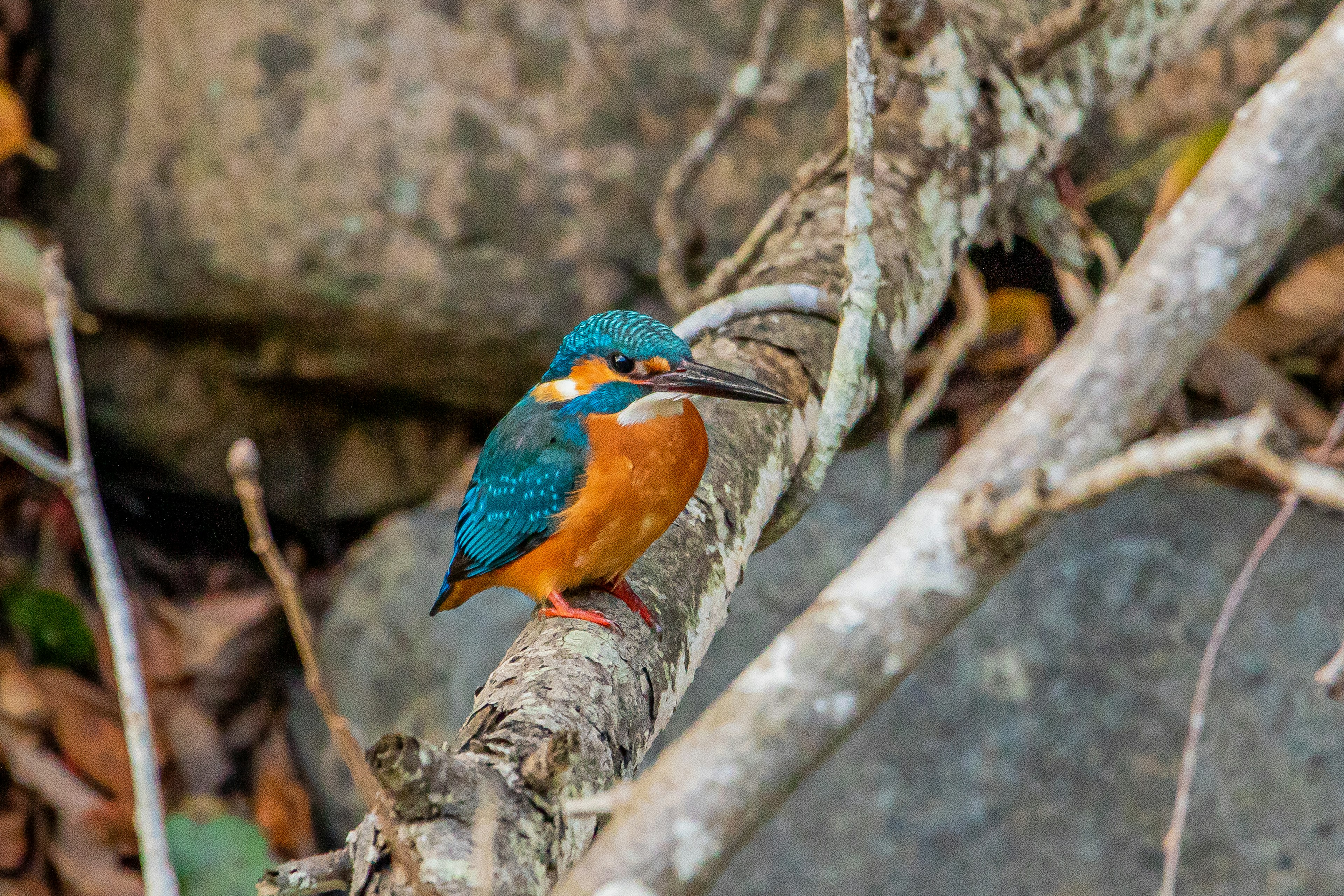 Seekor burung kingfisher dengan bulu biru dan perut oranye bertengger di cabang