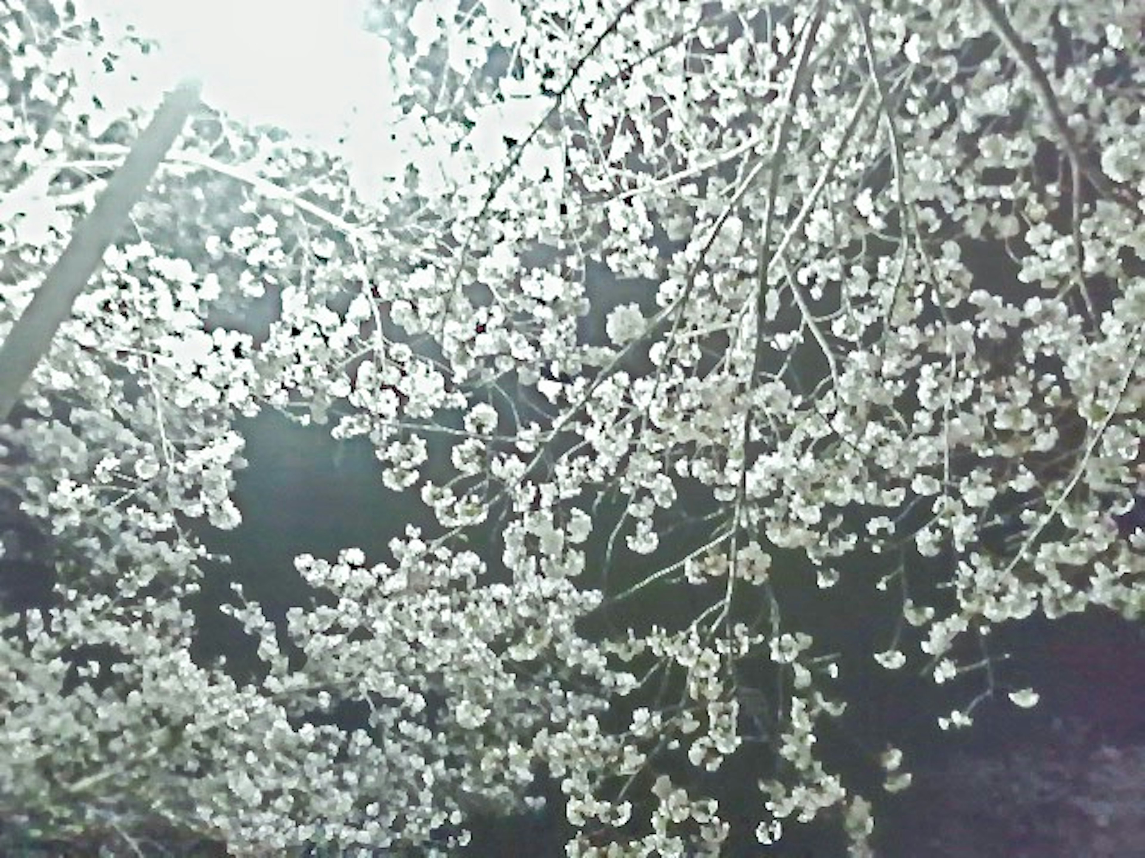 Vista notturna di rami con fiori bianchi in fiore