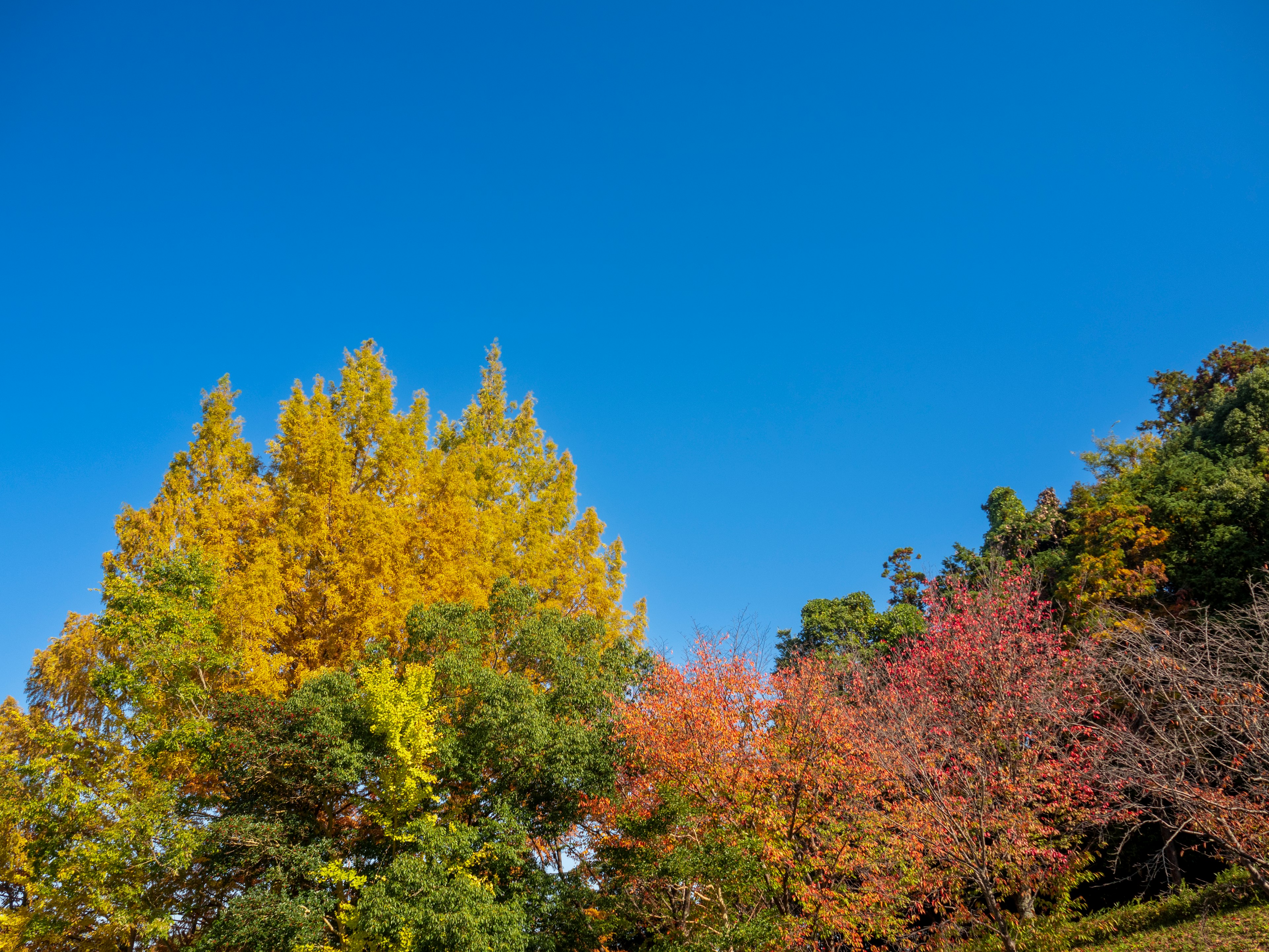 Eine Landschaft mit bunten Herbstbäumen unter einem blauen Himmel