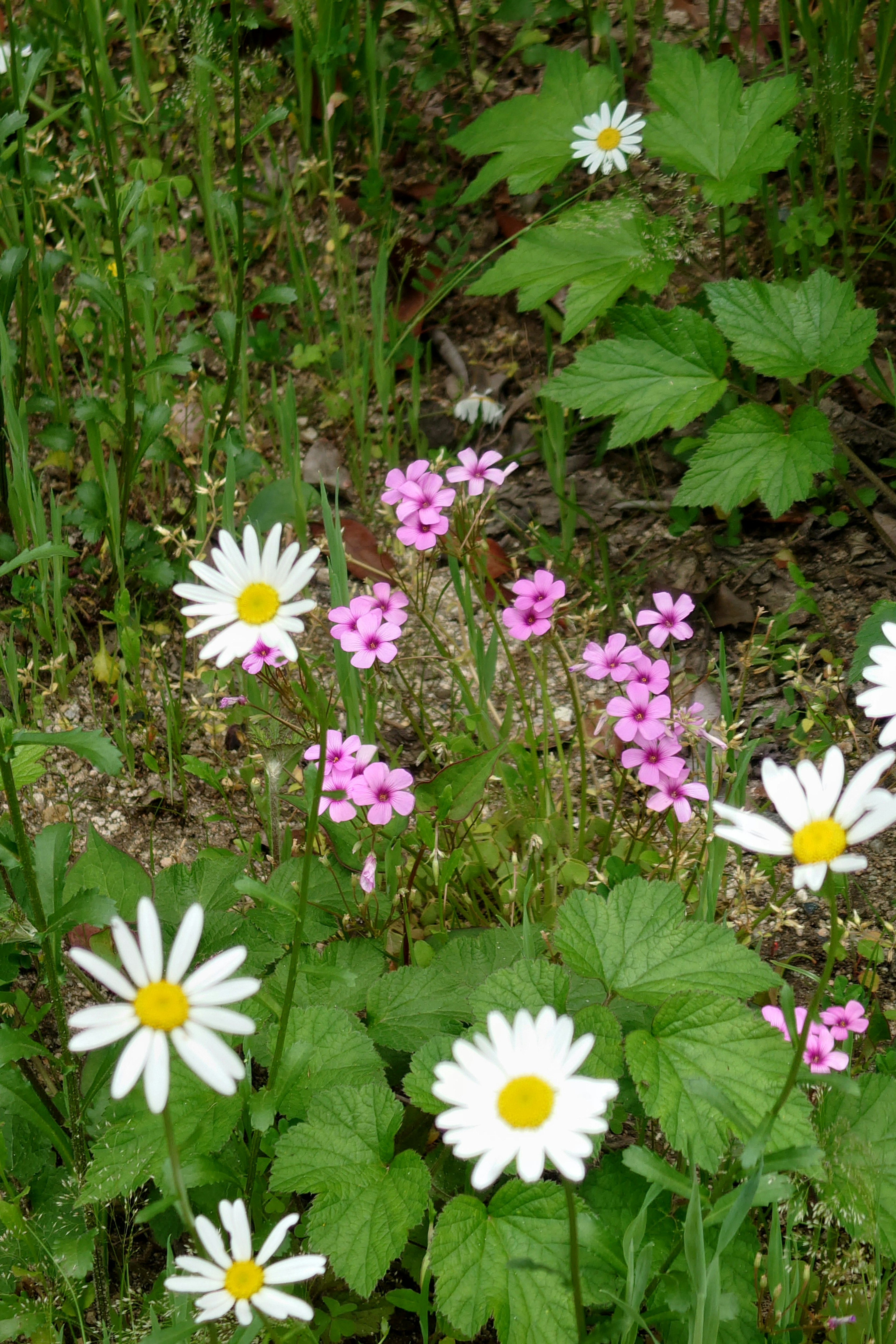 Eine lebendige Szene mit weißen Gänseblümchen und rosa Blumen in üppigem Grün