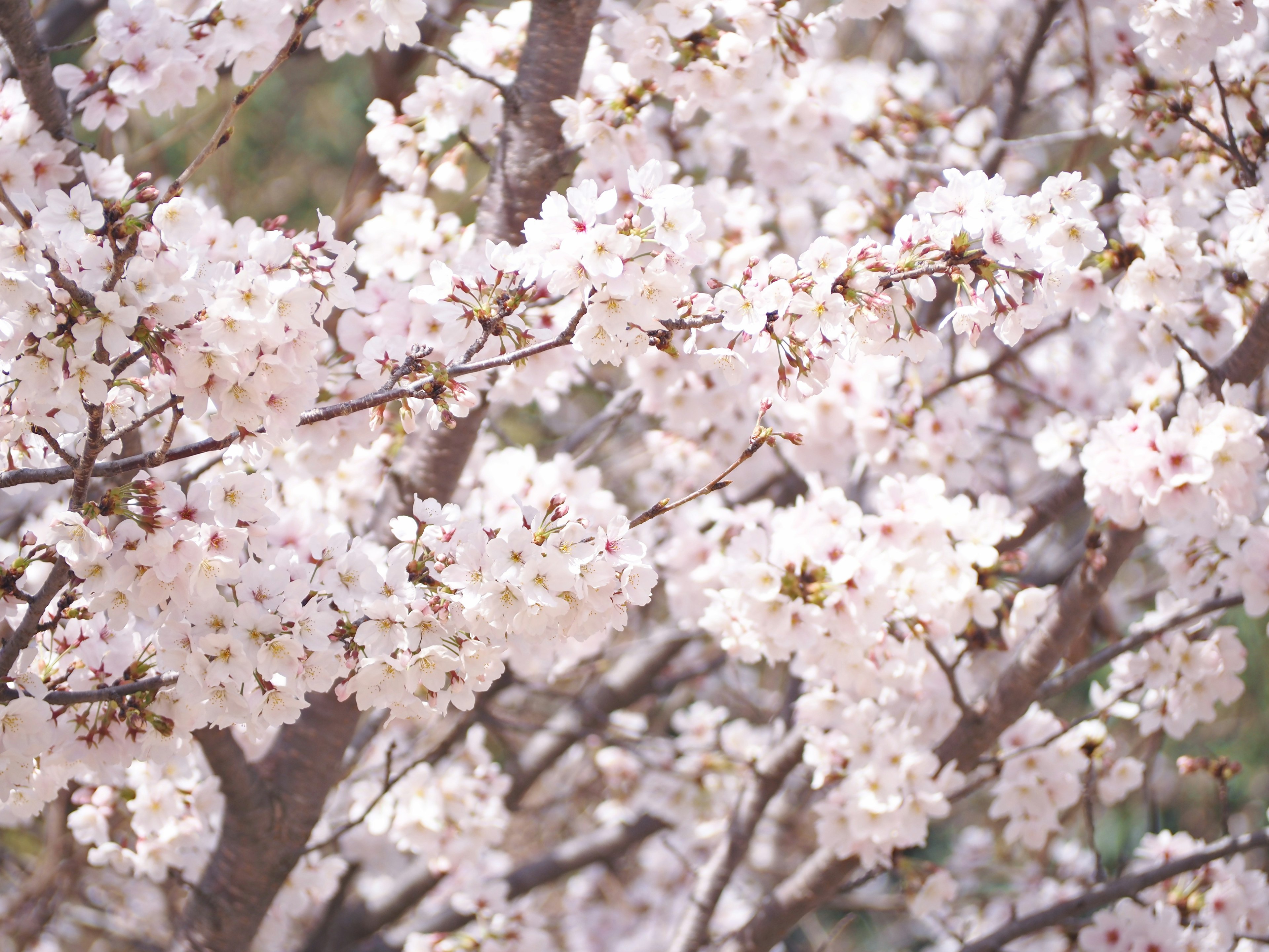 Kedekatan cabang bunga sakura yang mekar