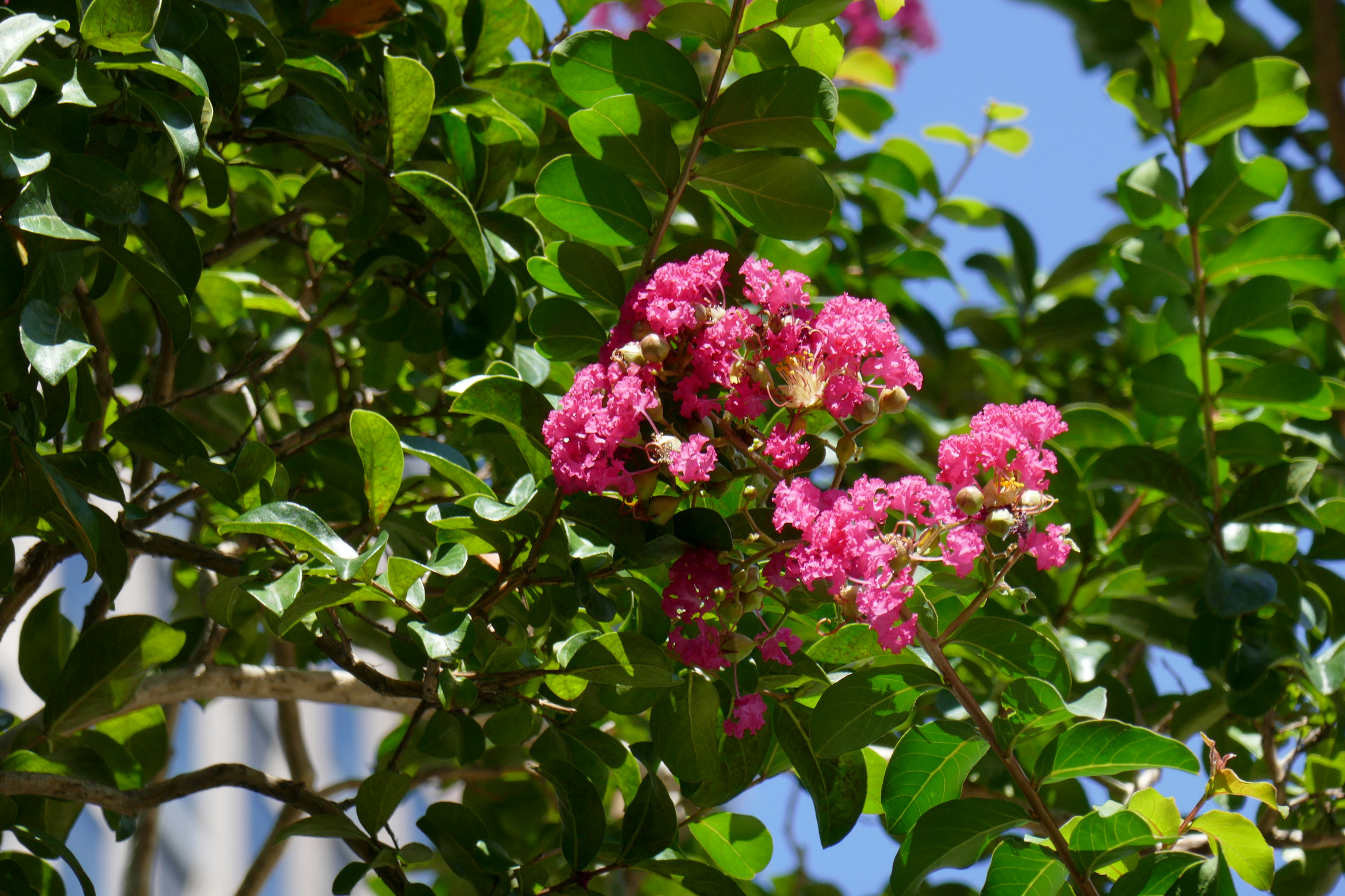 緑の葉に囲まれた鮮やかなピンクの花が咲いている木