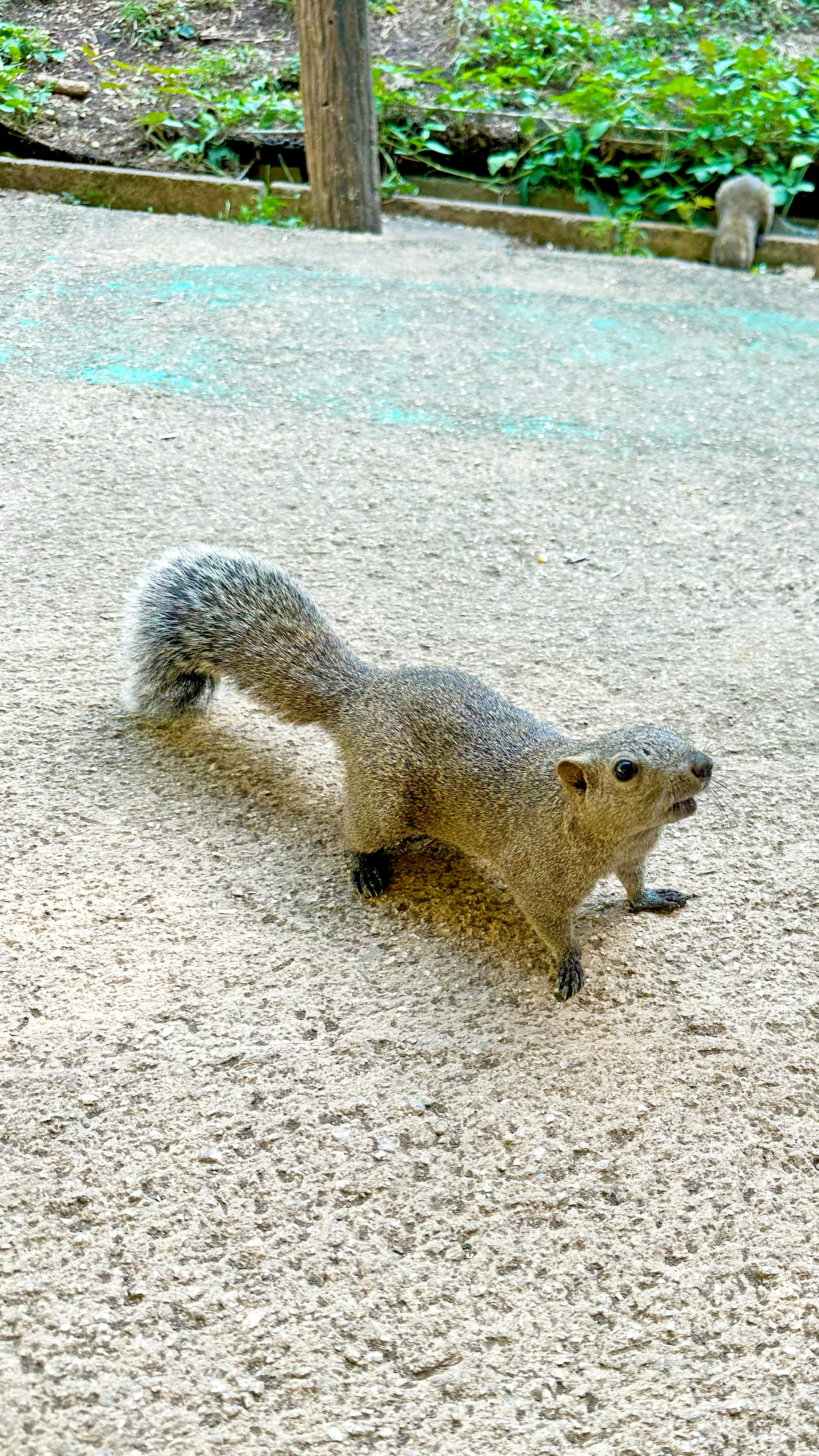 A squirrel stretching on the ground surrounded by greenery