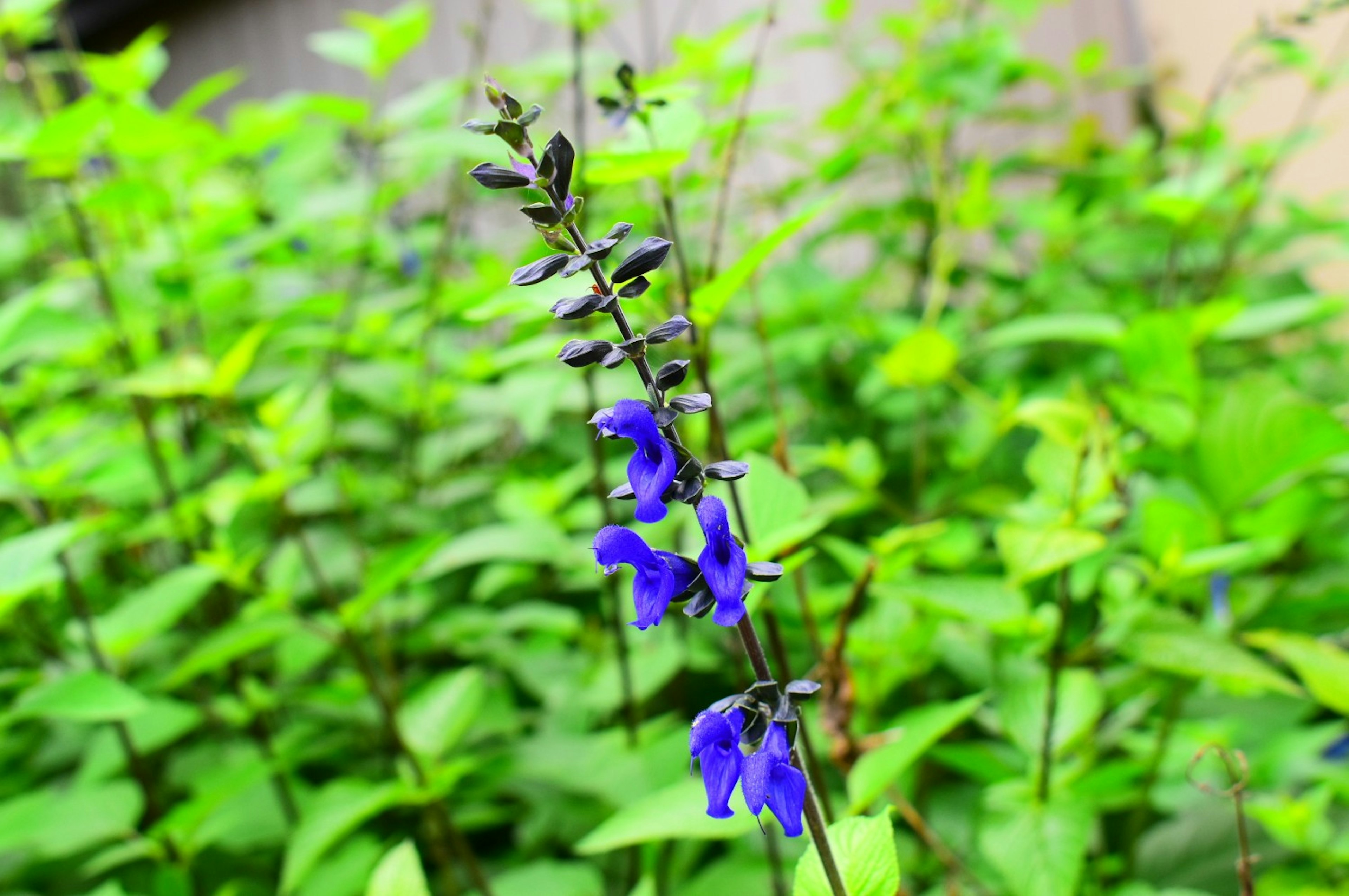 Fleurs bleues vibrantes entourées de feuilles vertes luxuriantes