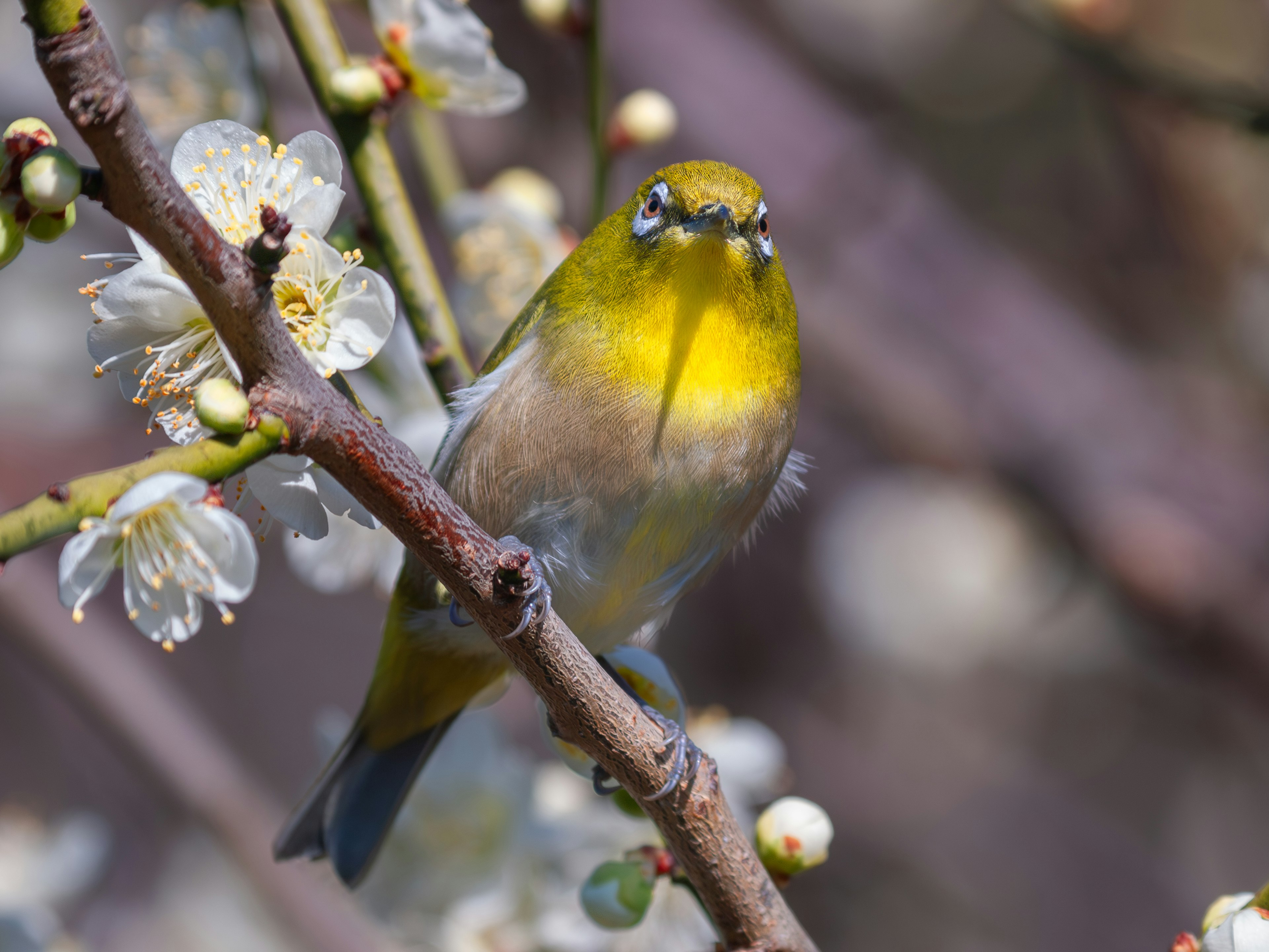 Un petit oiseau avec une poitrine jaune perché sur une branche avec des fleurs blanches