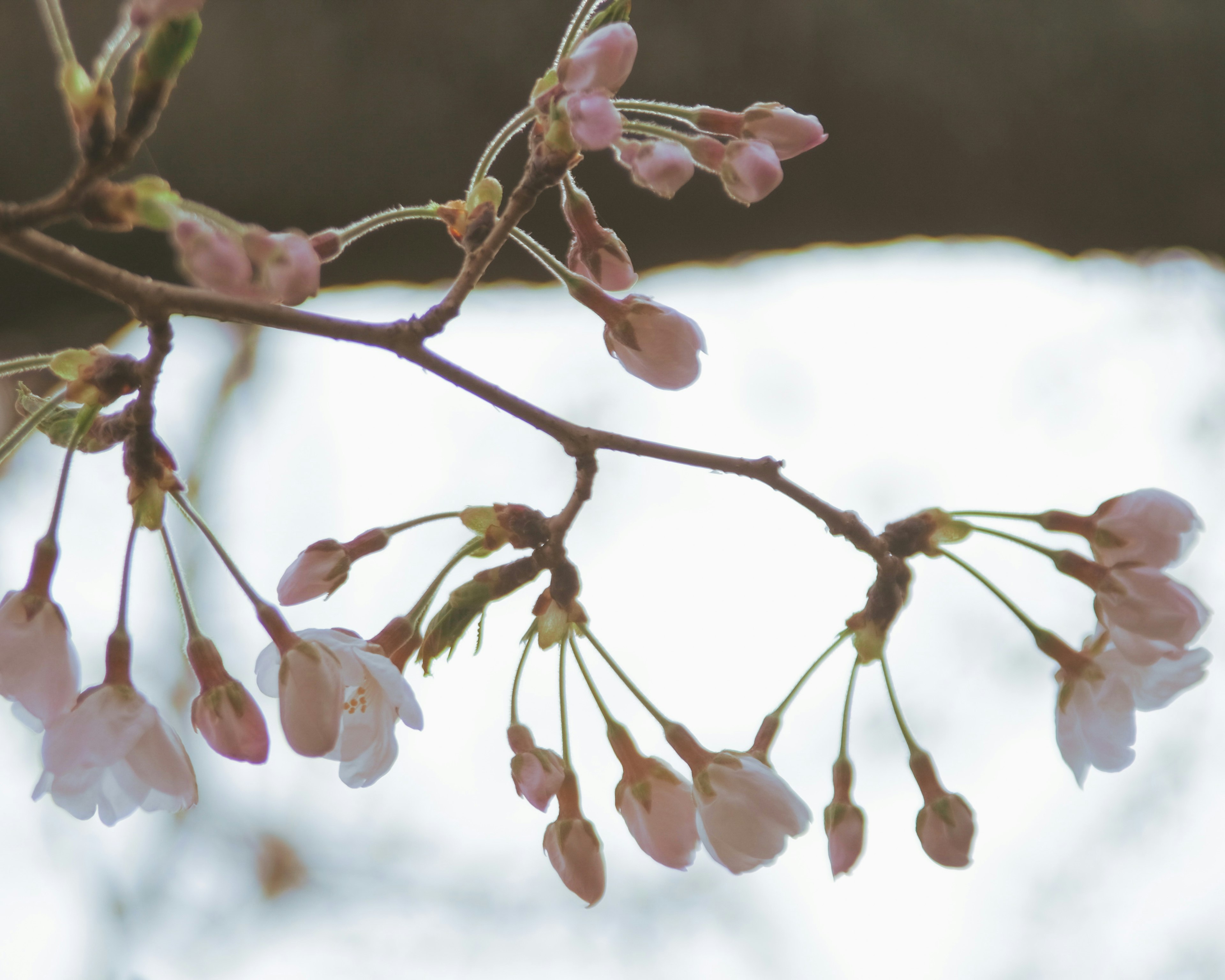 桜の花のつぼみと開花した花びらがある枝