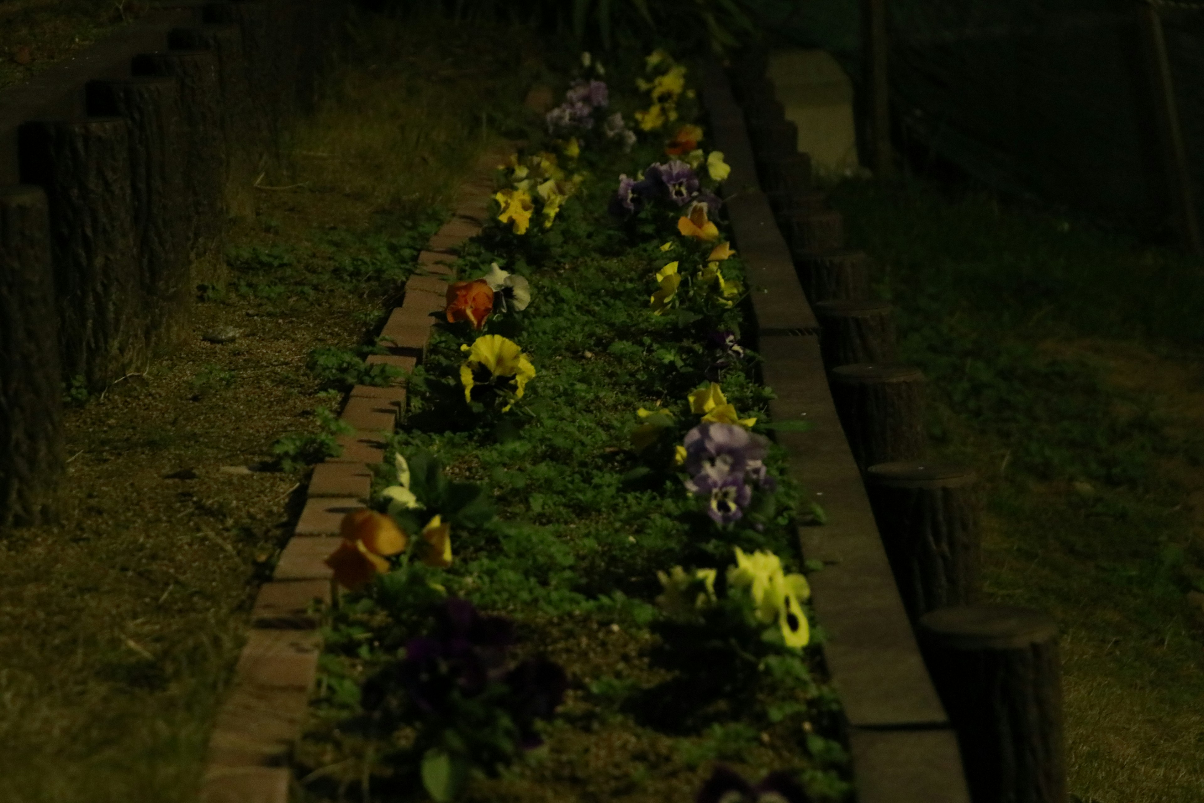 夜に花が咲いている庭の小道