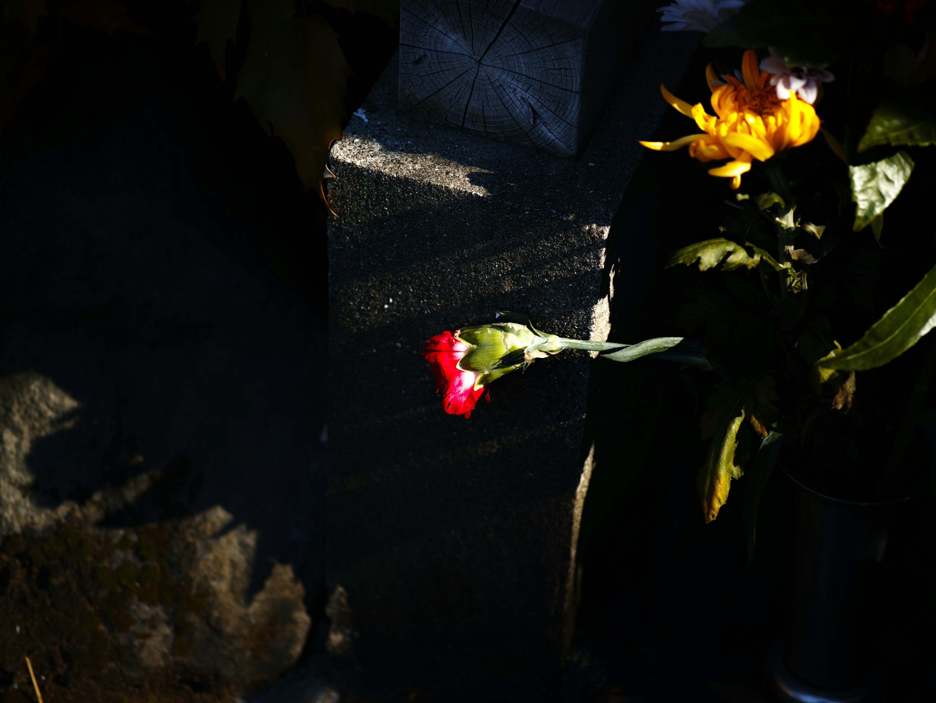 Red carnation and sunflower stand out against a dark background