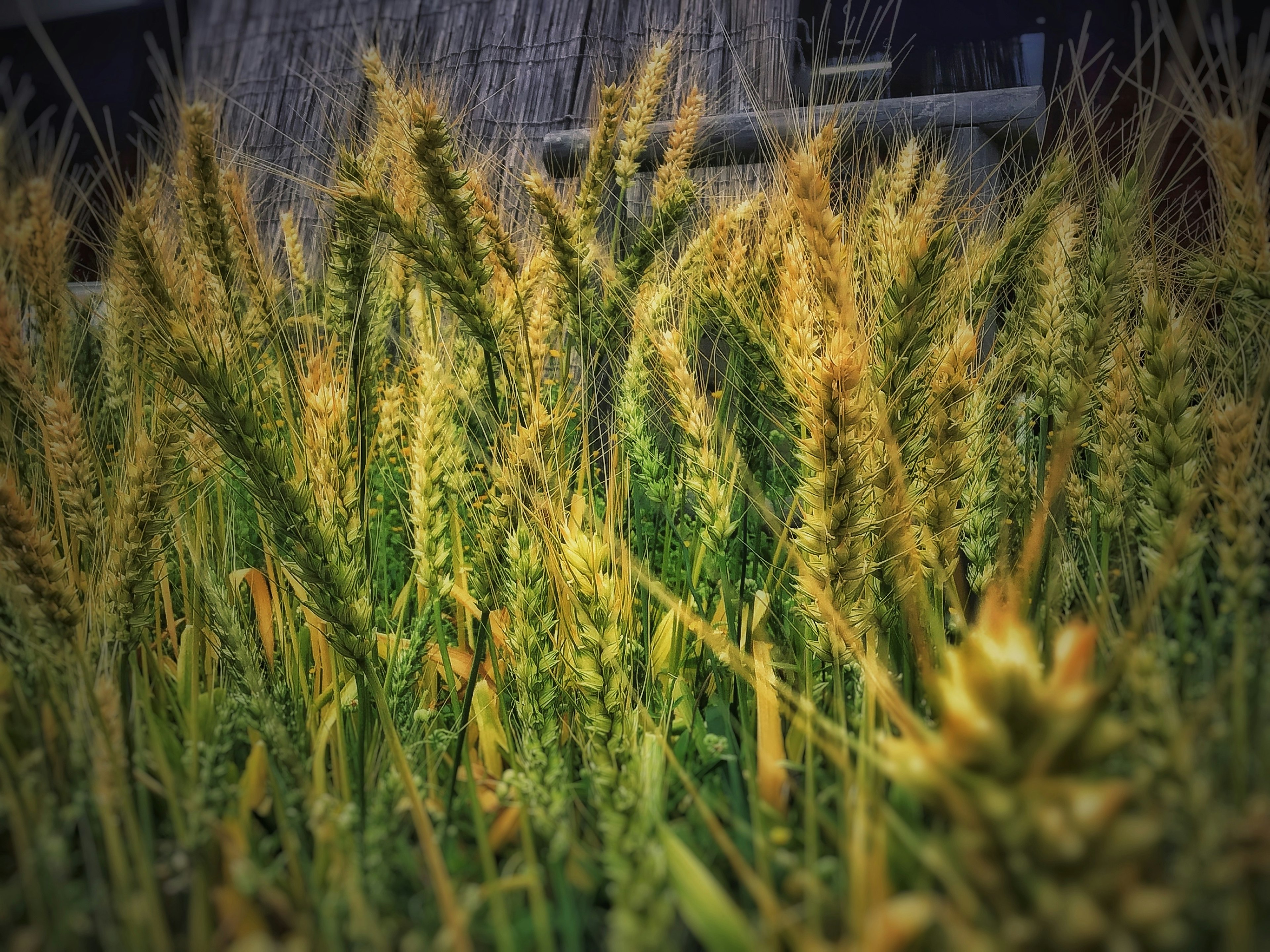 Golden wheat stalks swaying in the wind