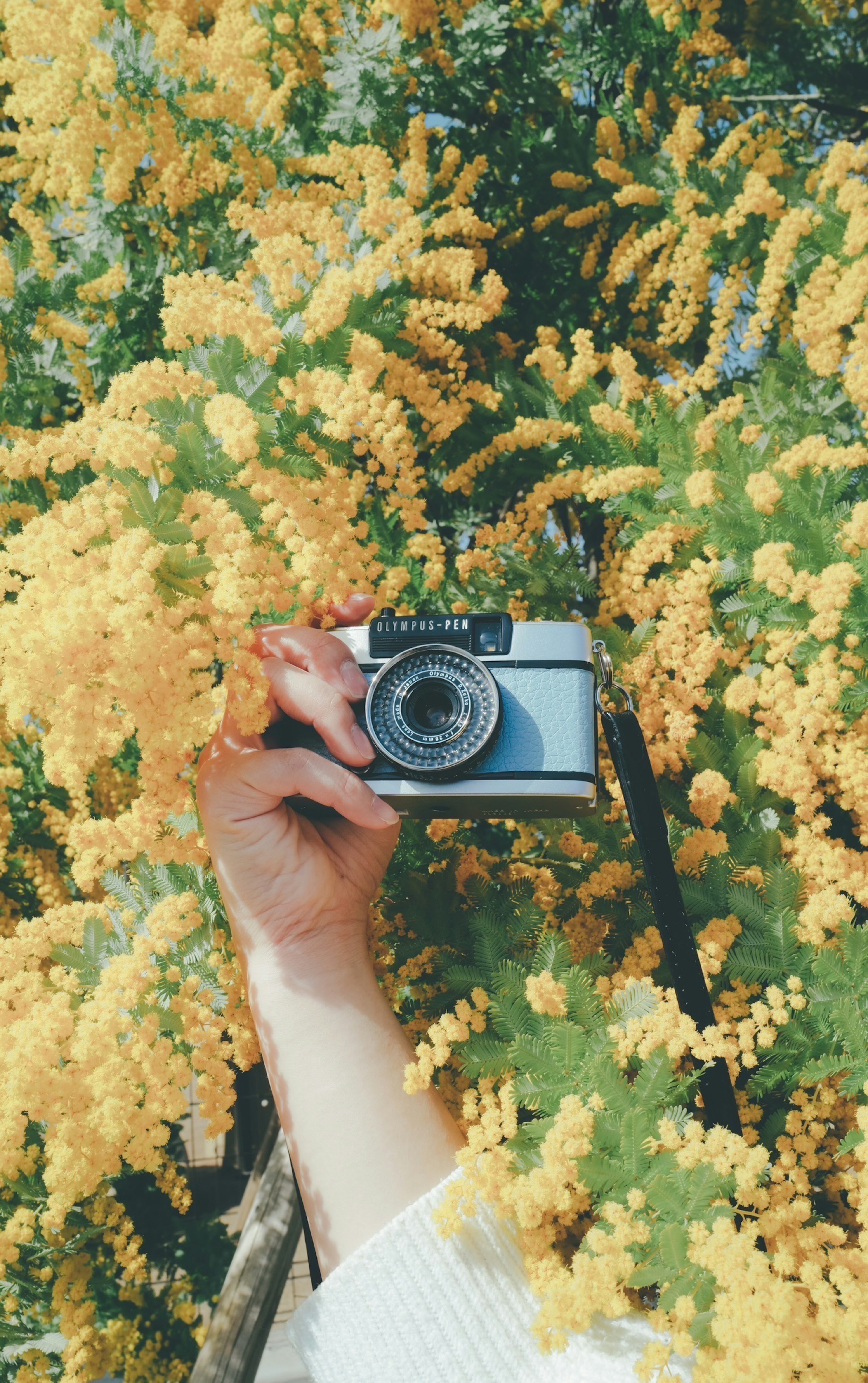 A hand holding a camera among vibrant yellow flowers