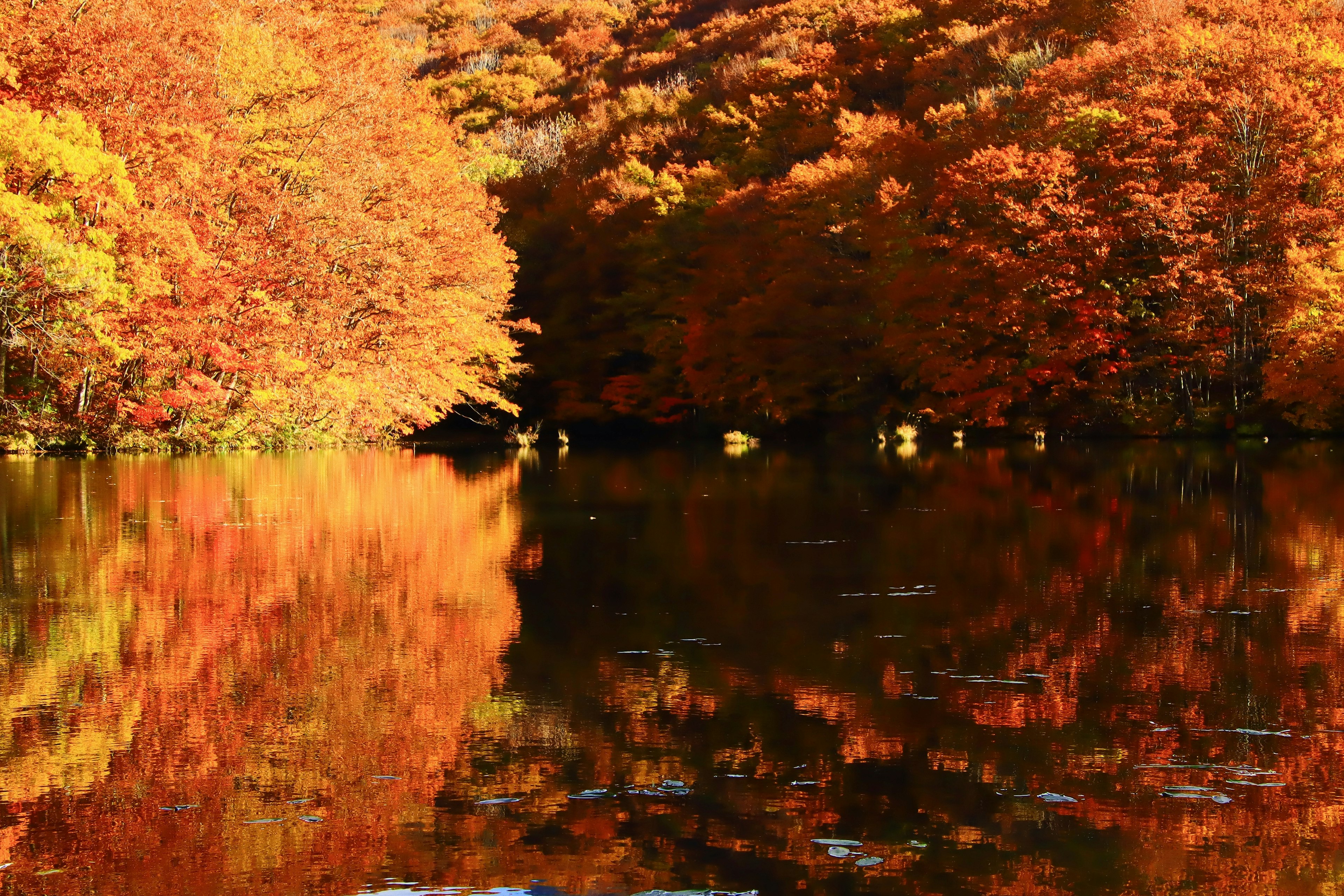 Lago sereno reflejando el follaje otoñal en naranja y amarillo vibrante