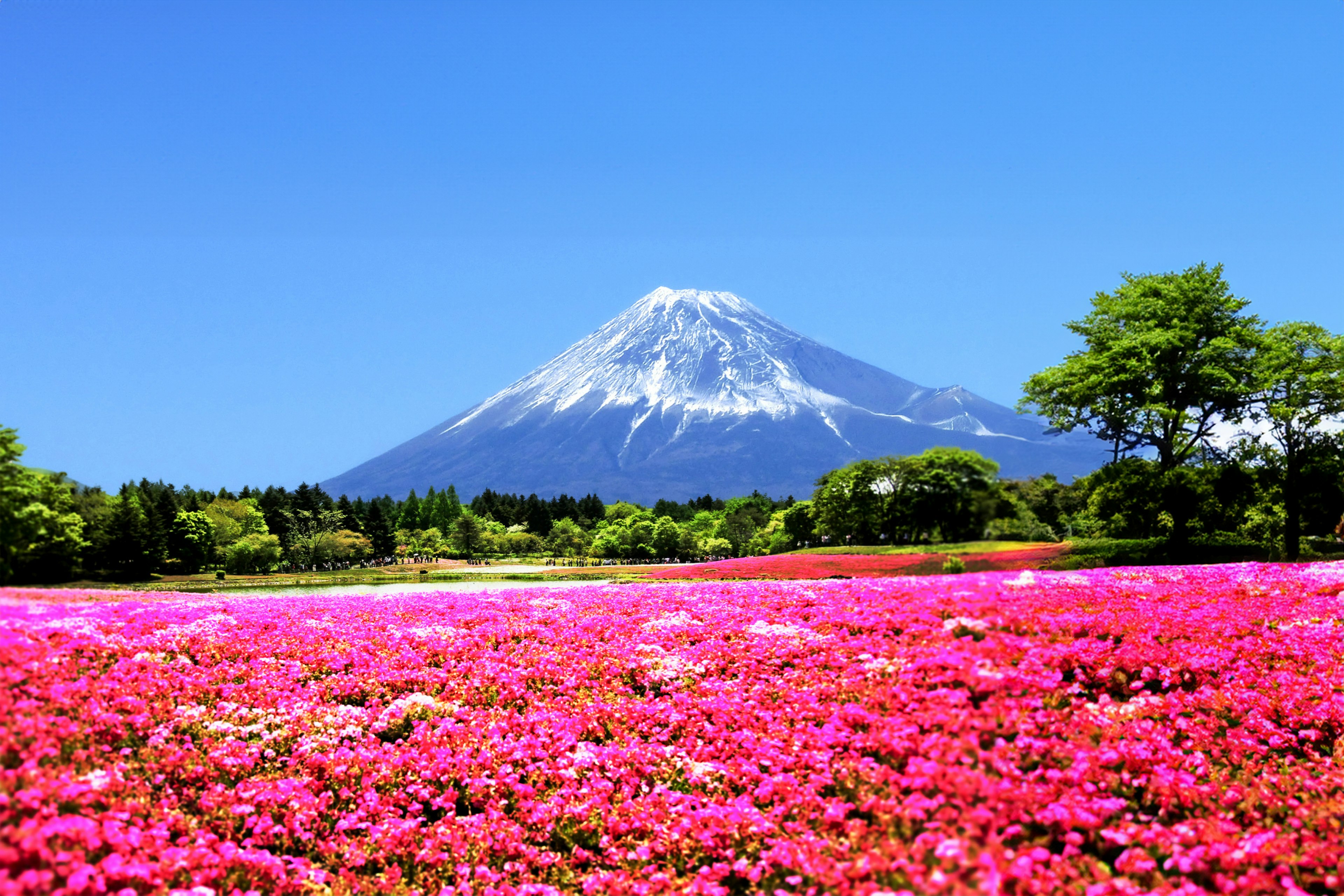 五顏六色的花田，有富士山在背景