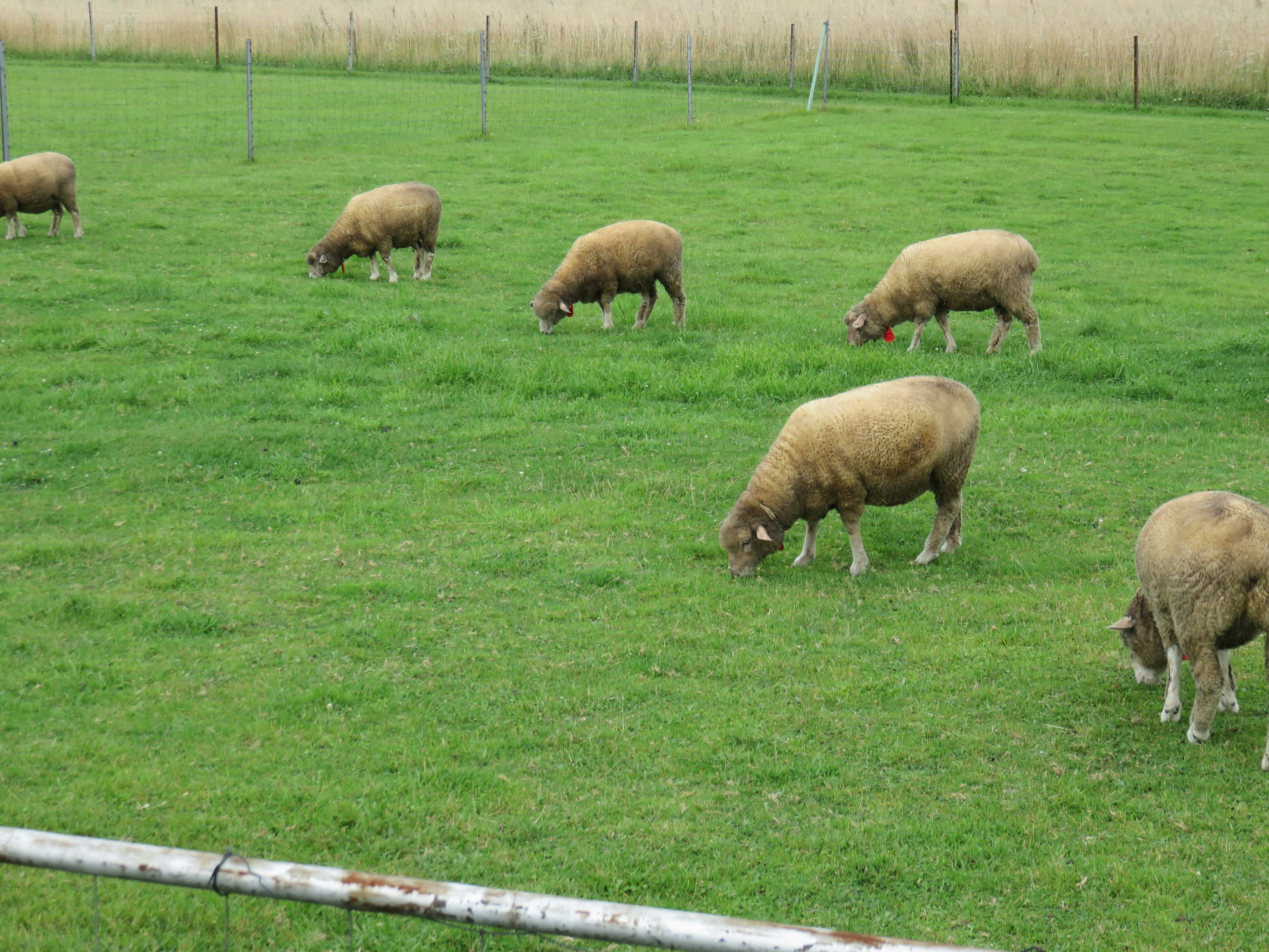 Un grupo de ovejas pastando en hierba verde