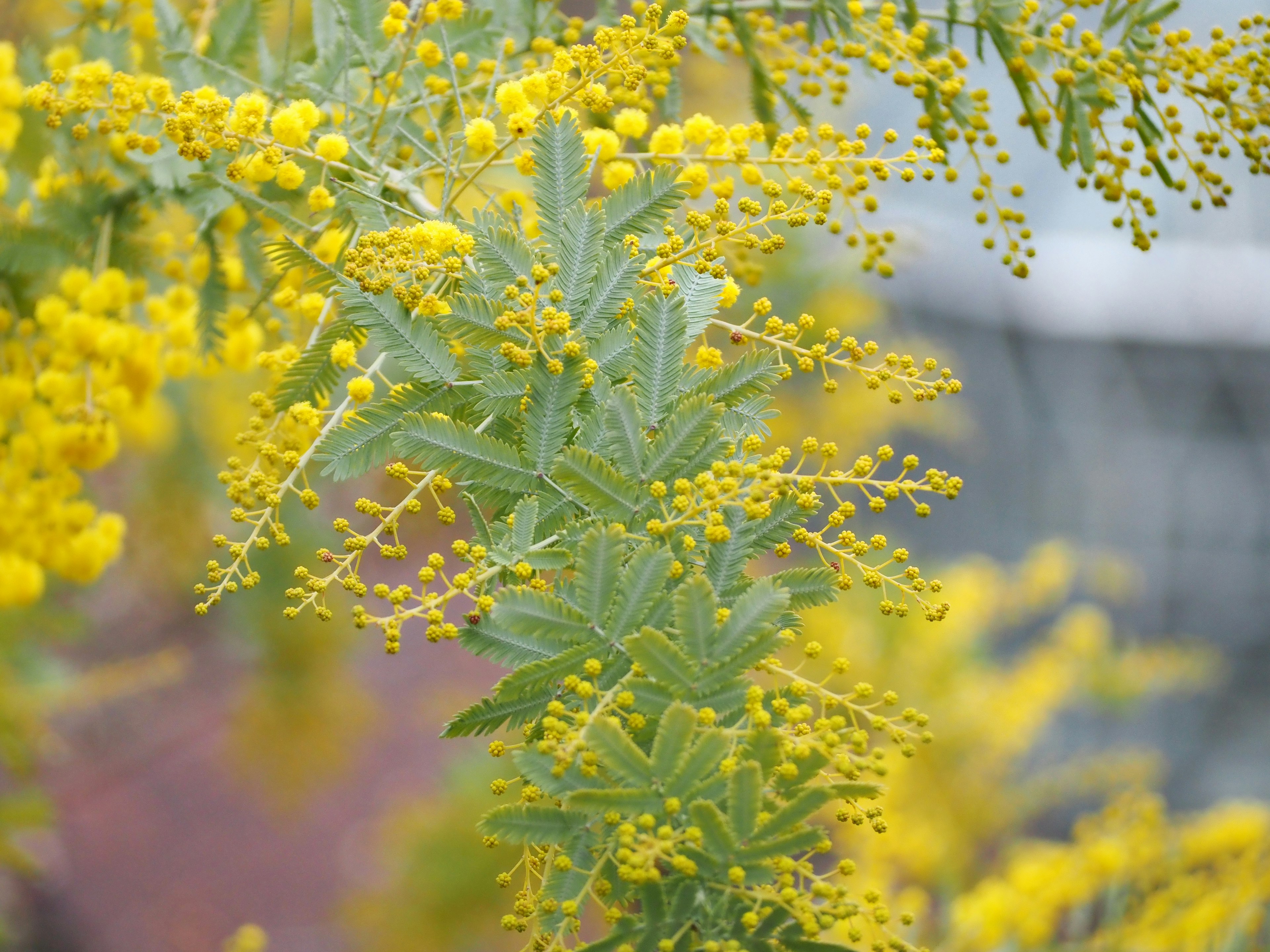 Close-up of a mimosa branch with yellow flowers