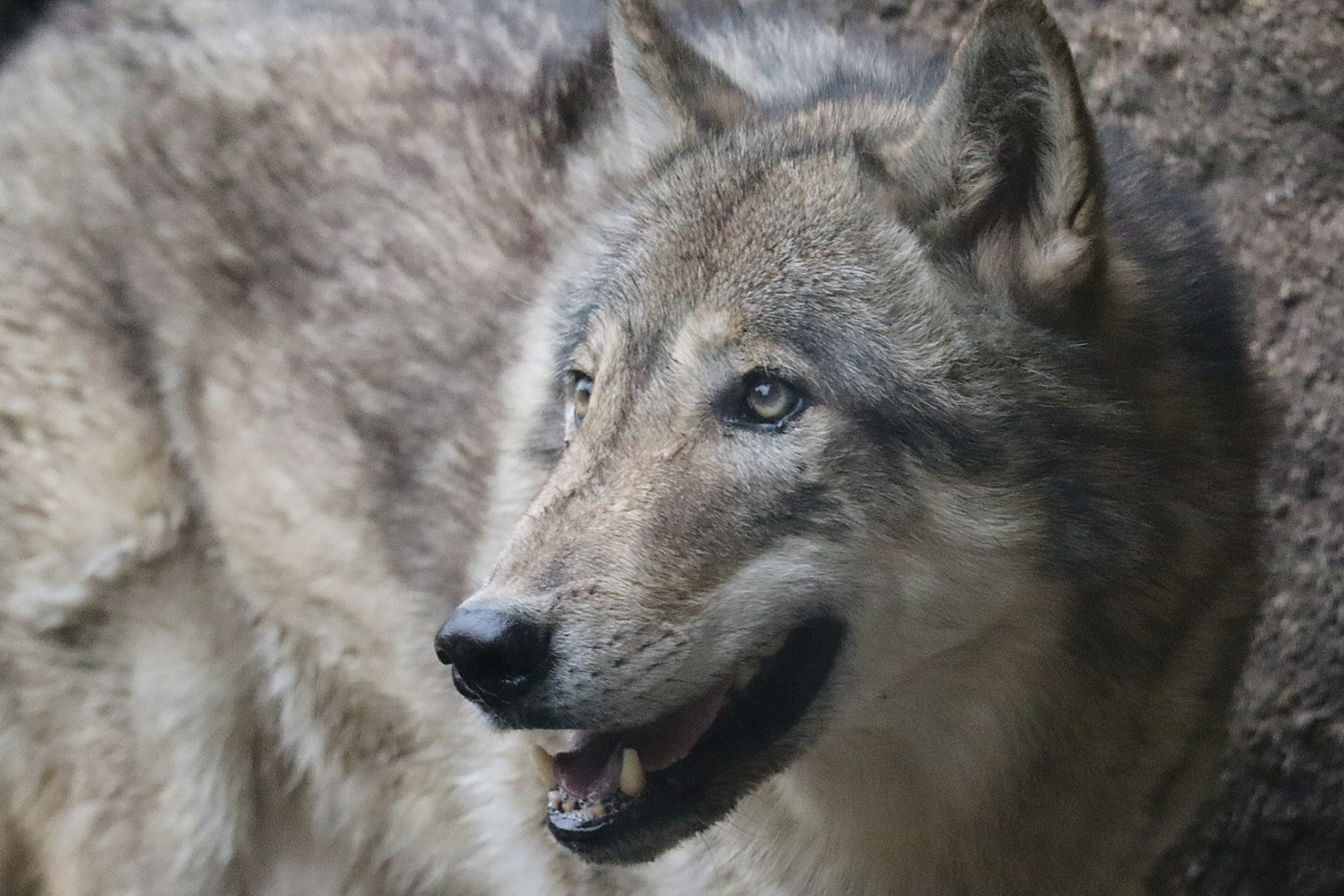 Nahaufnahme eines grauen Wolfes, das sein ausdrucksvolles Gesicht und sein Fell zeigt