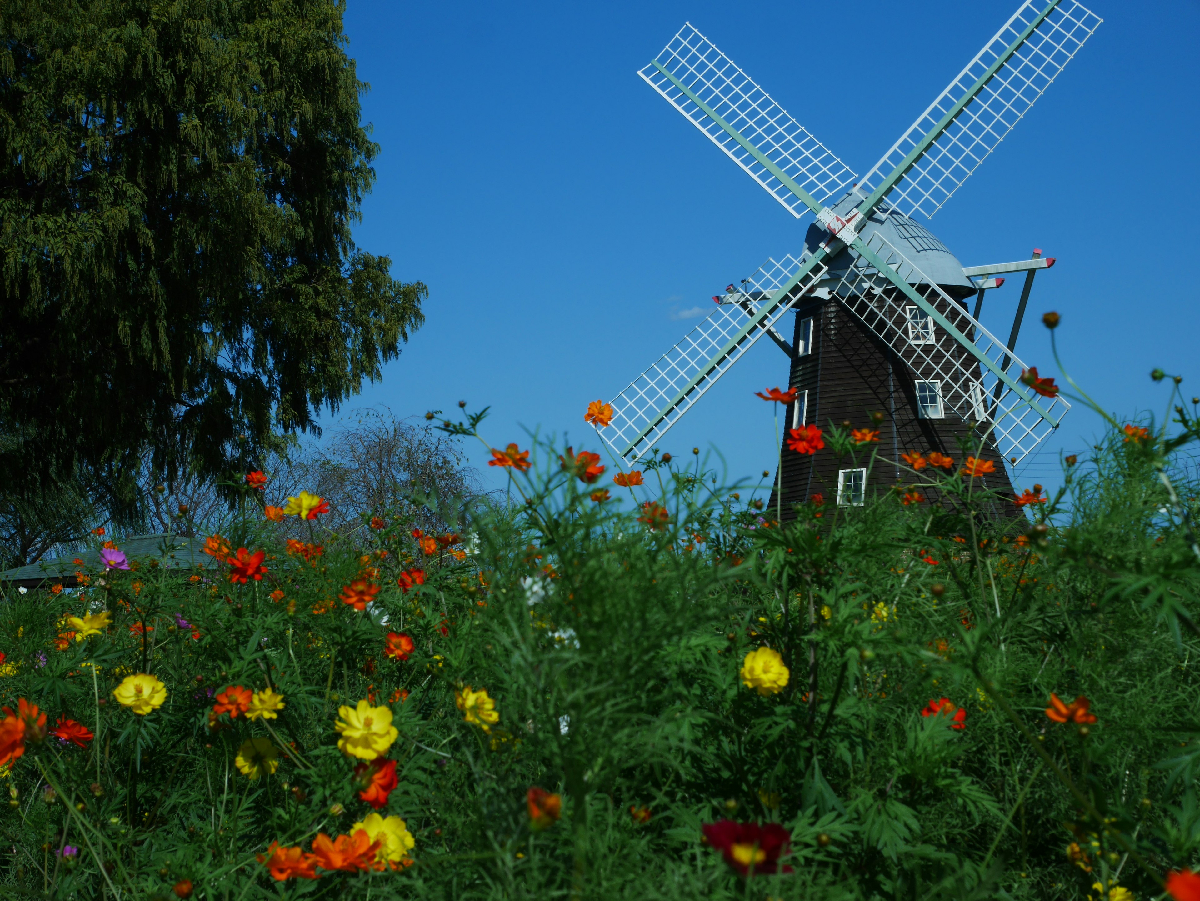 Paisaje con un molino de viento y flores coloridas