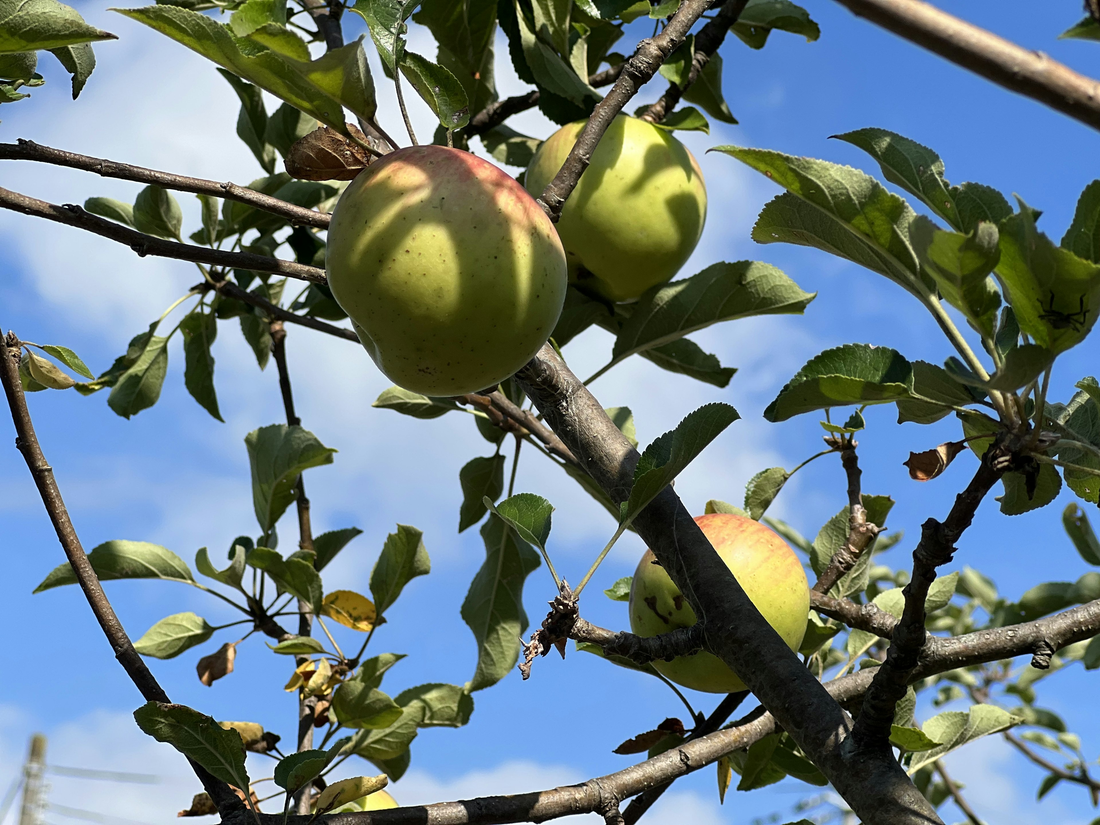 Mele verdi appese a un albero con sfondo blu