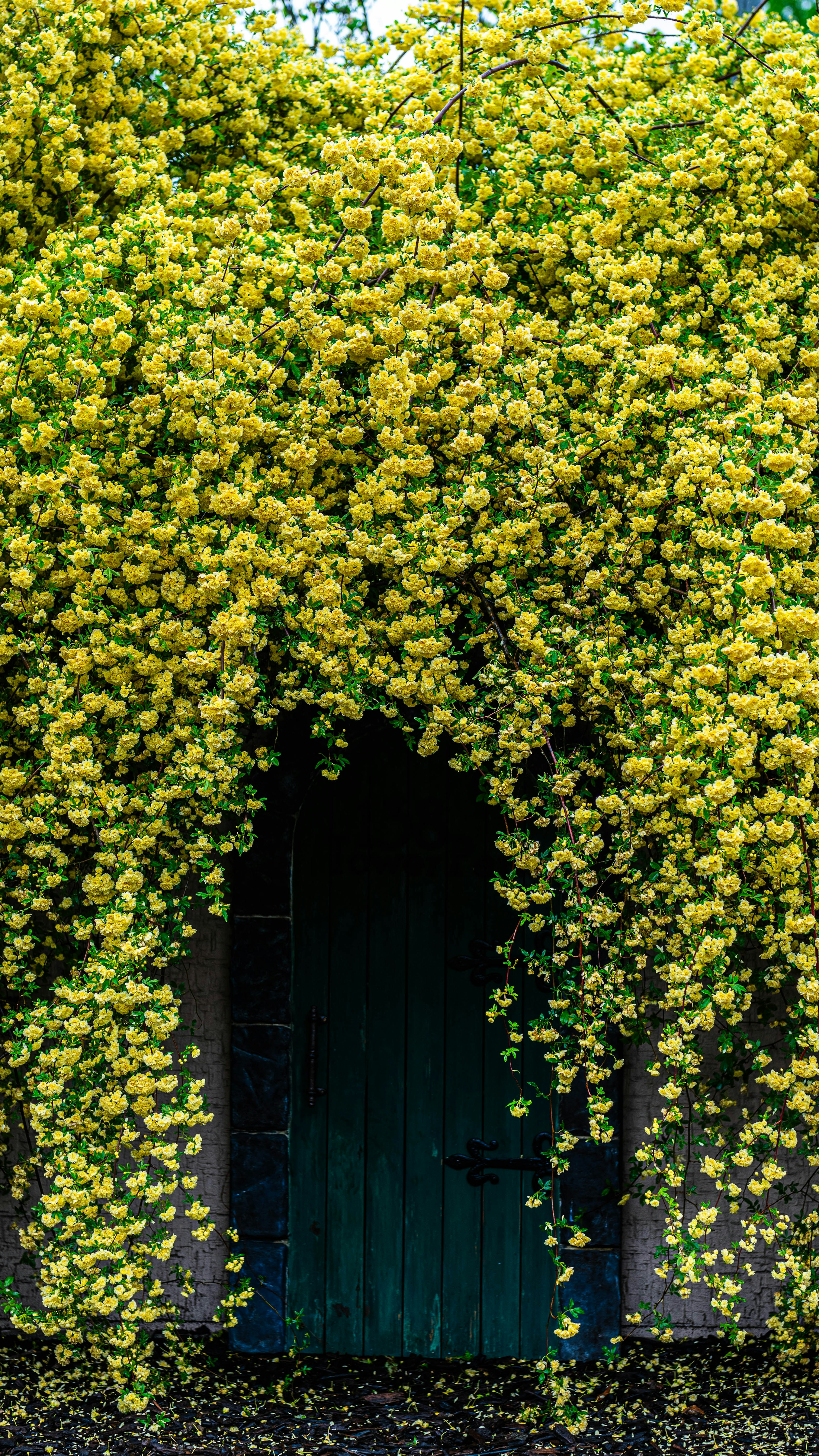 Una puerta verde rodeada de vibrantes flores amarillas formando un hermoso arco