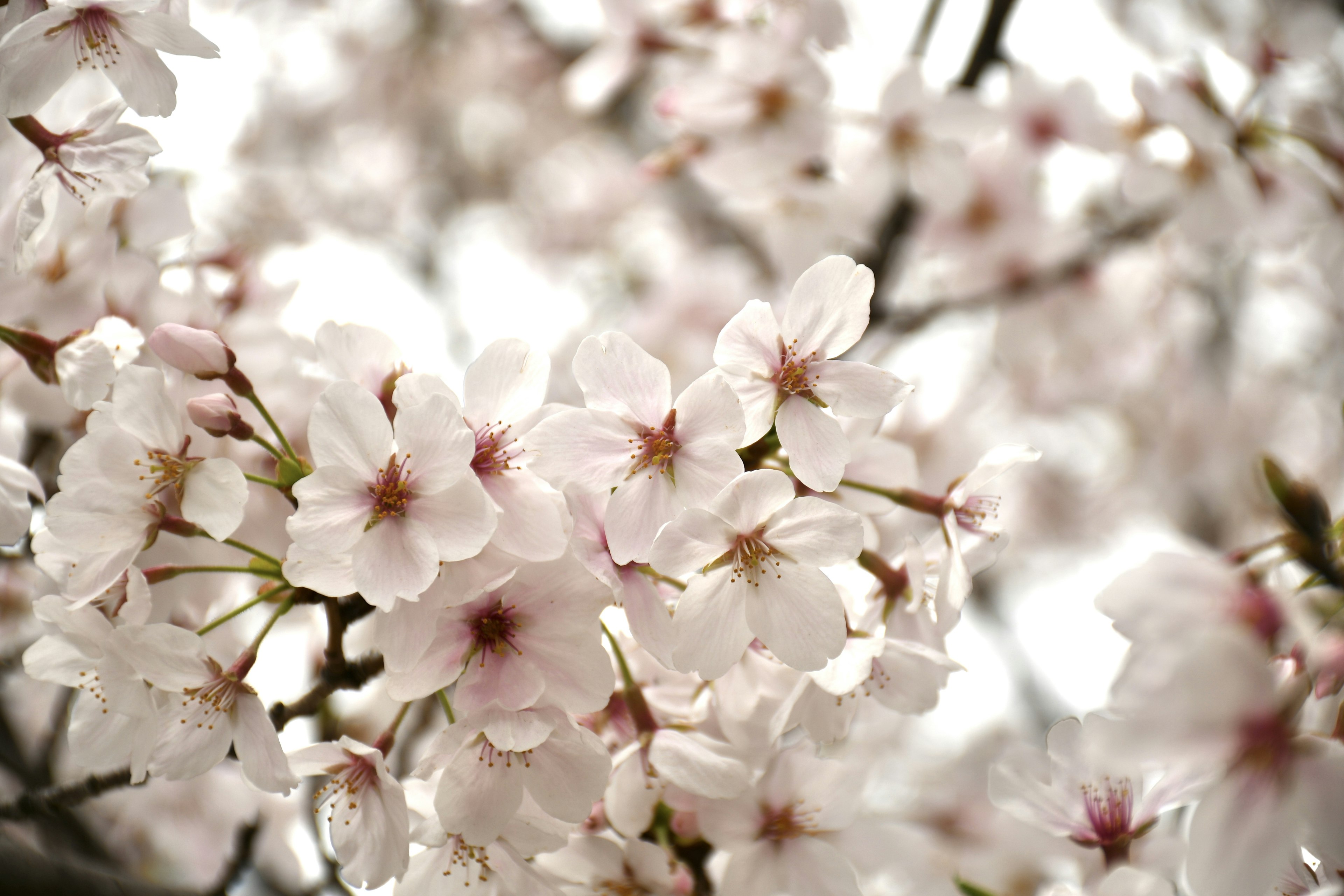 Nahaufnahme von Kirschblüten an Zweigen mit weißen und rosa Blütenblättern