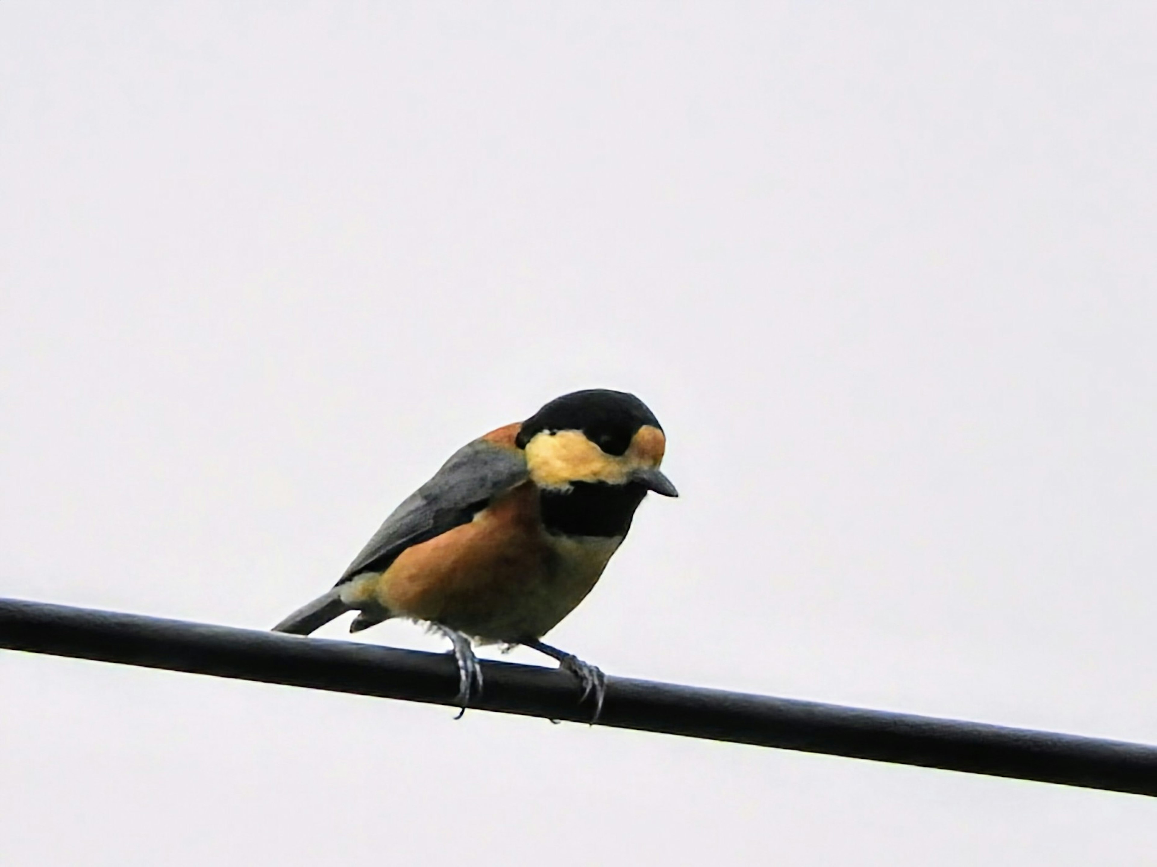 Ein kleiner Vogel mit orangefarbenem Brust auf einem Draht sitzend