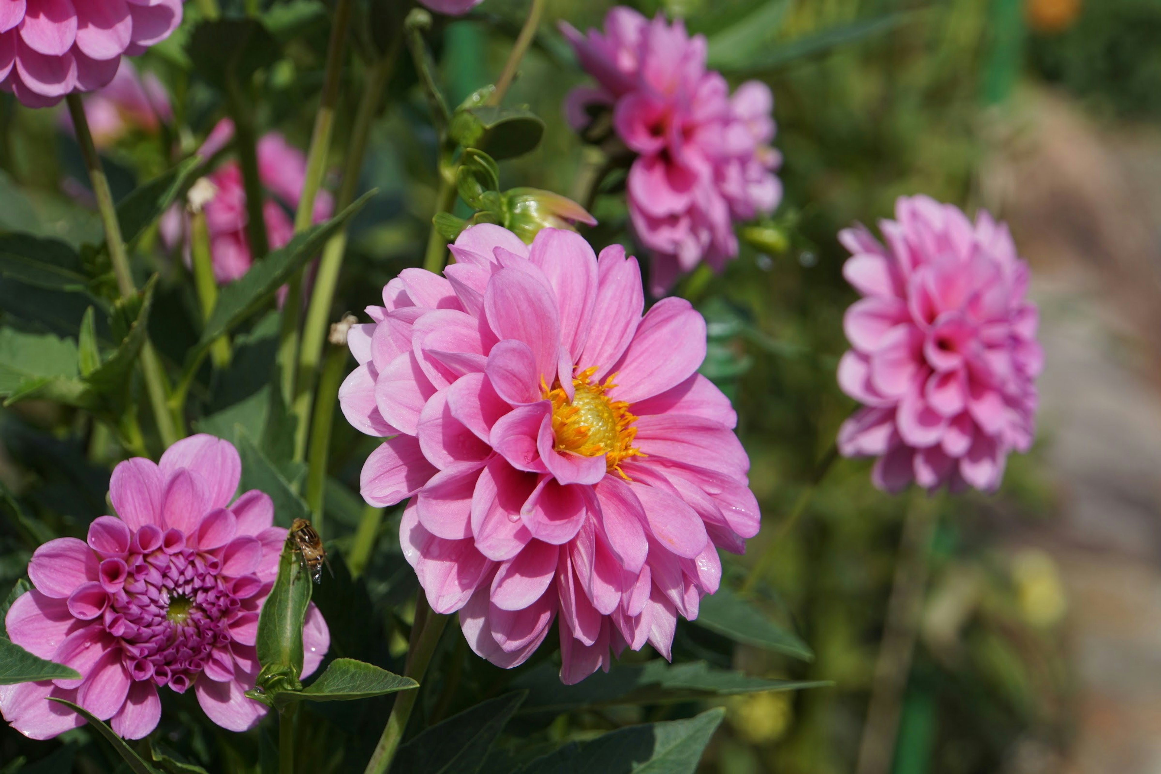 鮮やかなピンク色の花が咲いている庭の風景