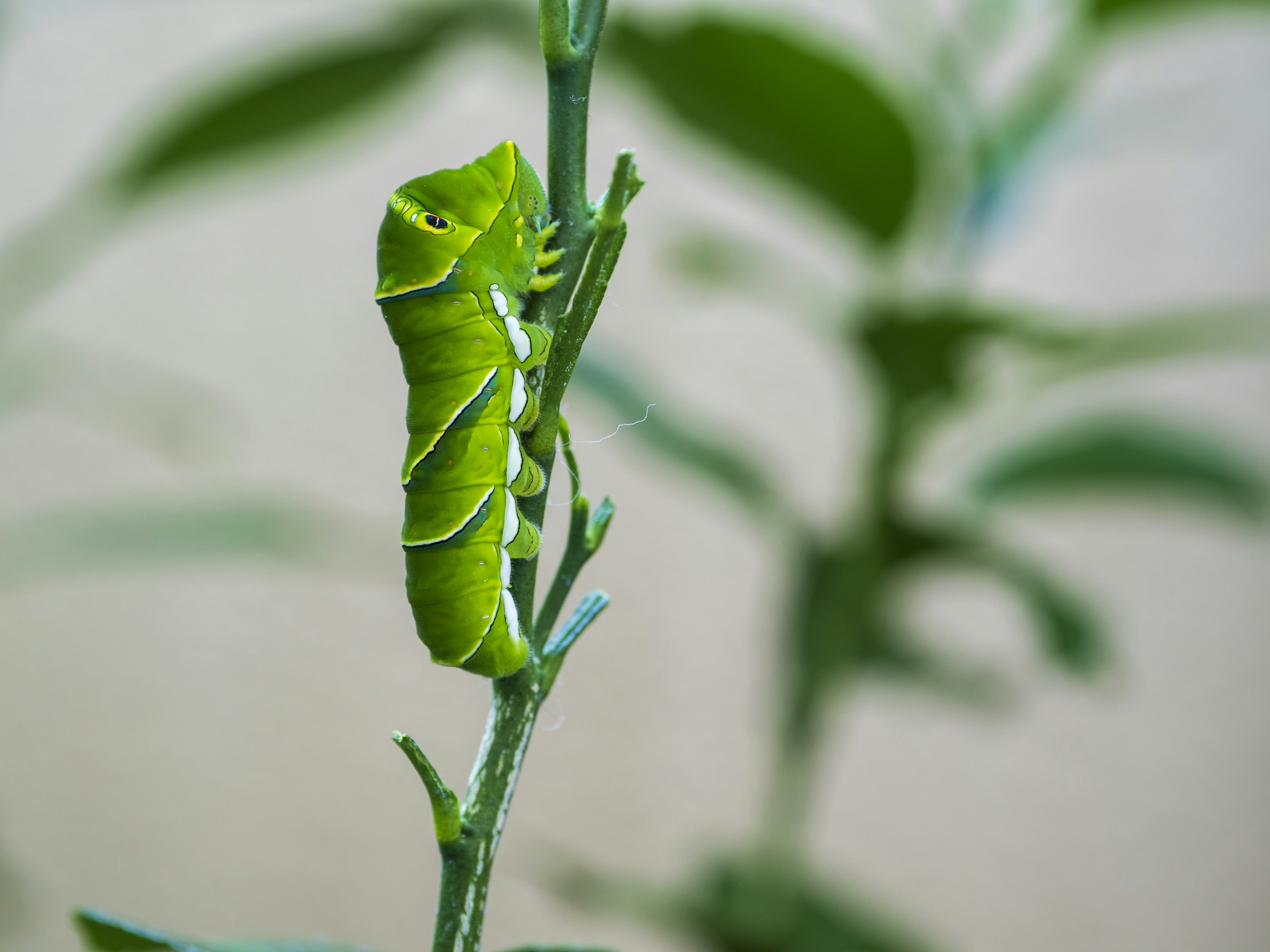 Chenille verte reposant sur une tige de plante