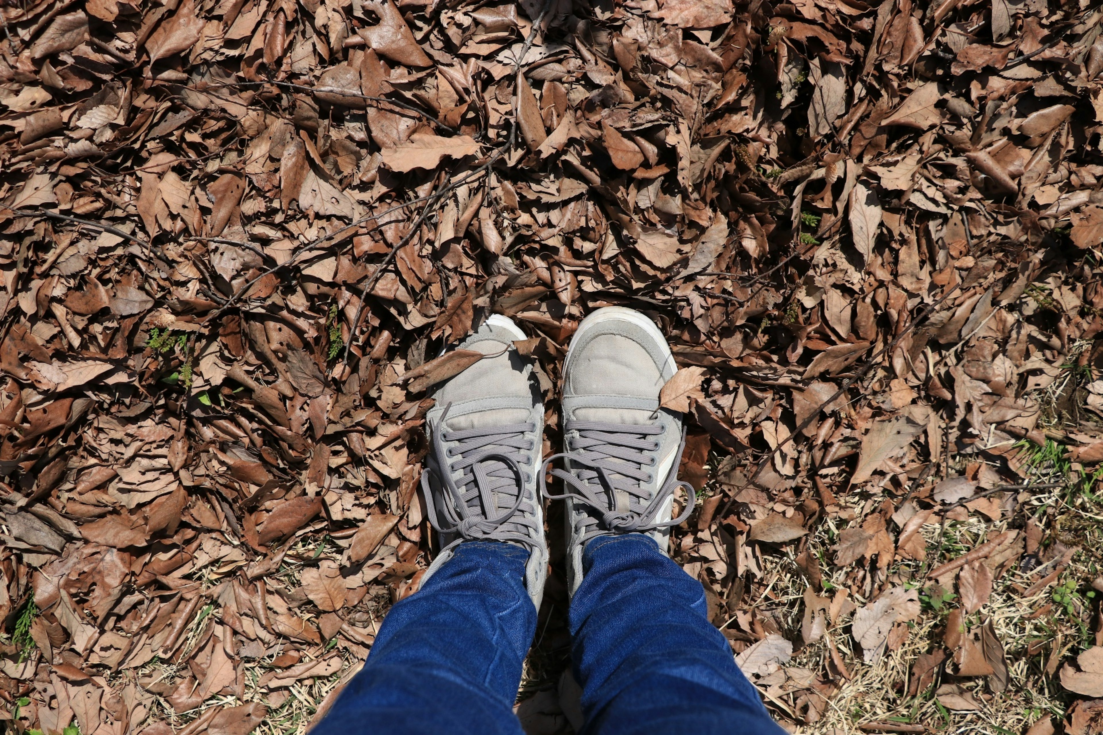 Shoes resting on a bed of dry leaves